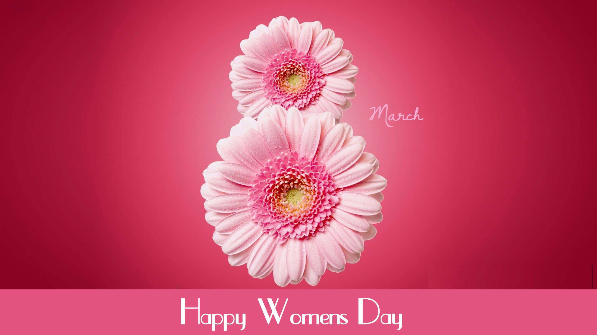 Gerbera Happy Women 039 S Day Pink Flower Statement 1920x1080