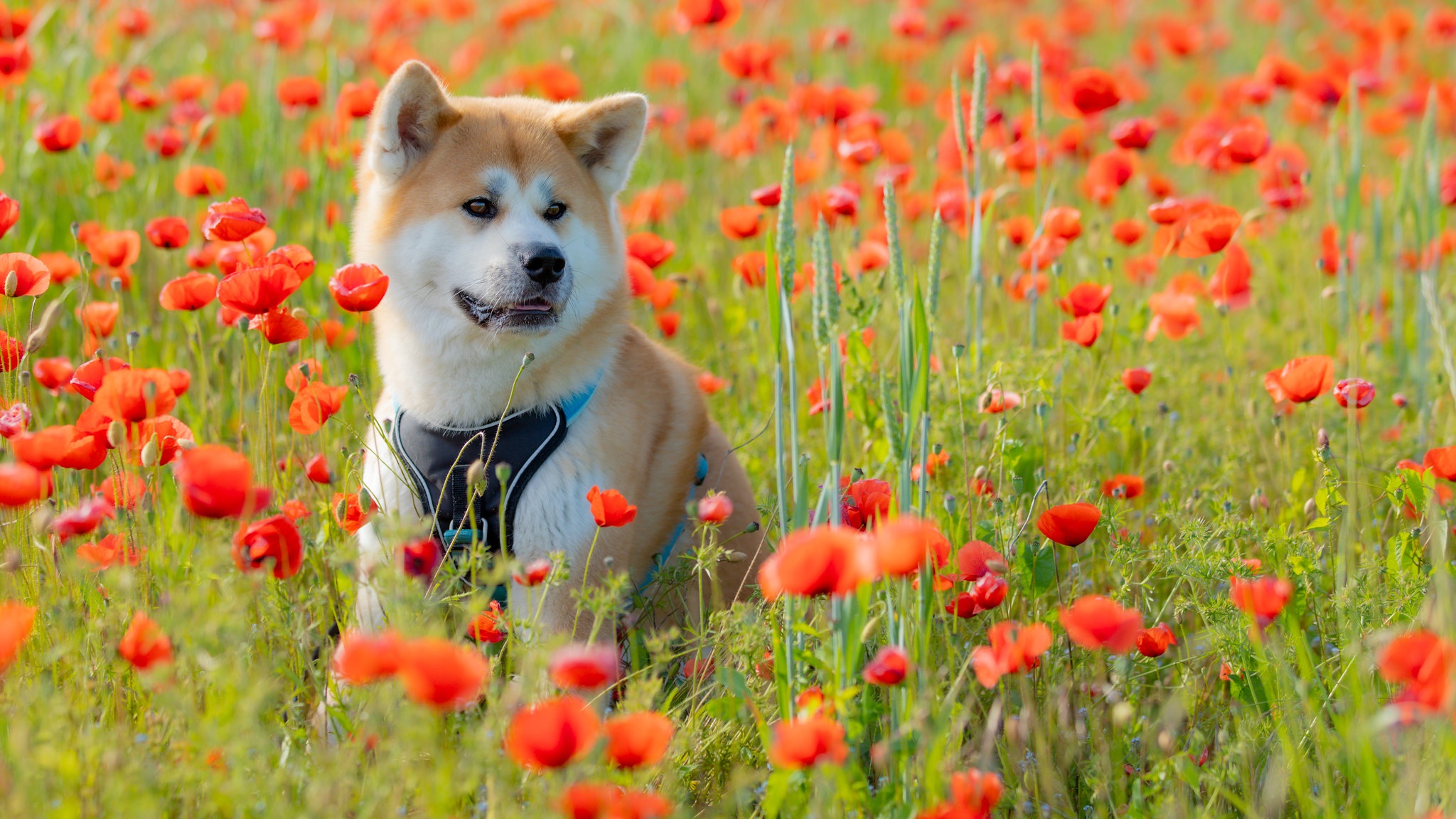 Dog Meadow Flower Poppy Pet 2048x1152