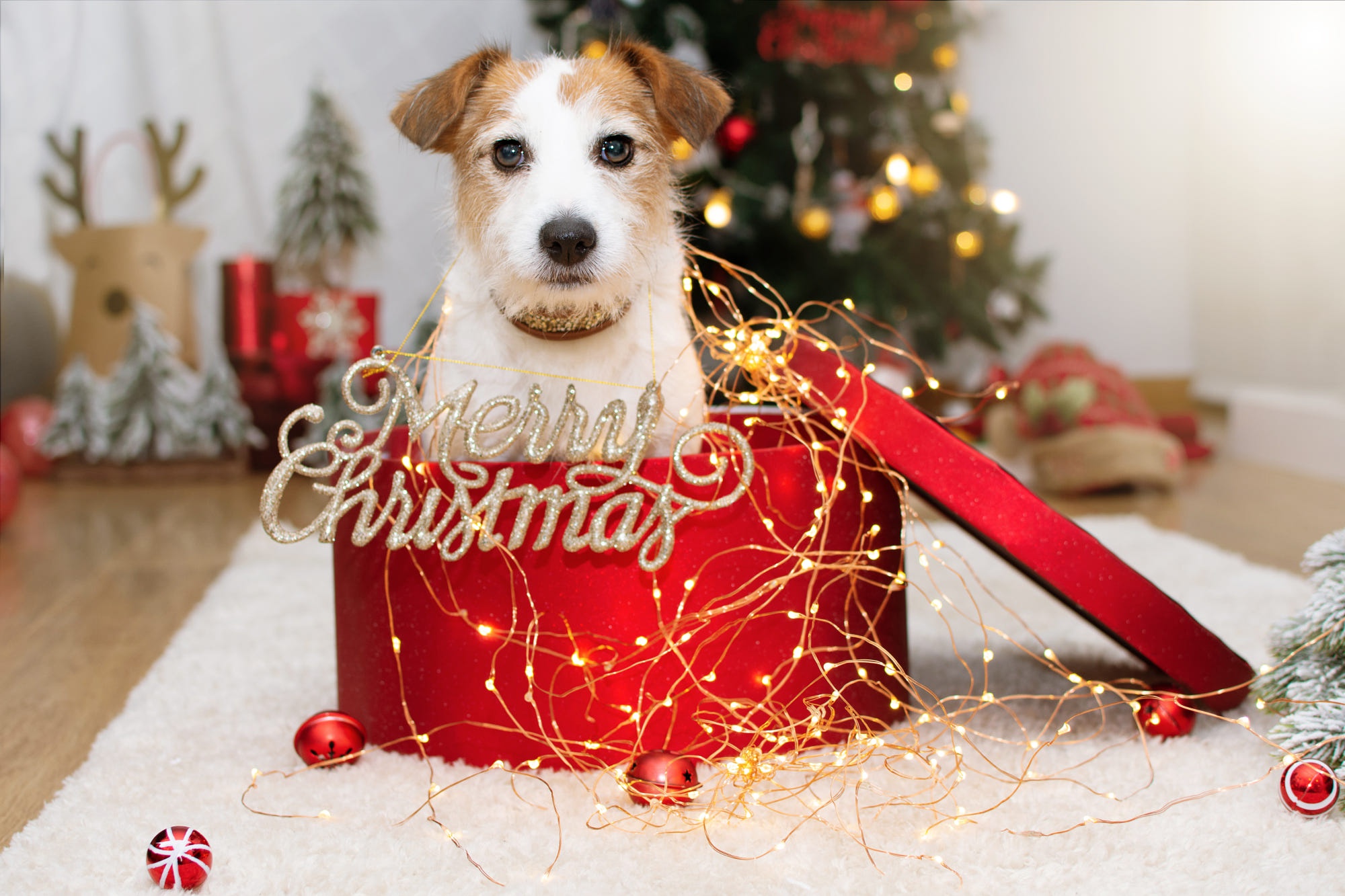 Baby Animal Christmas Lights Dog Merry Christmas Parson Russell Terrier Pet Puppy 2000x1333