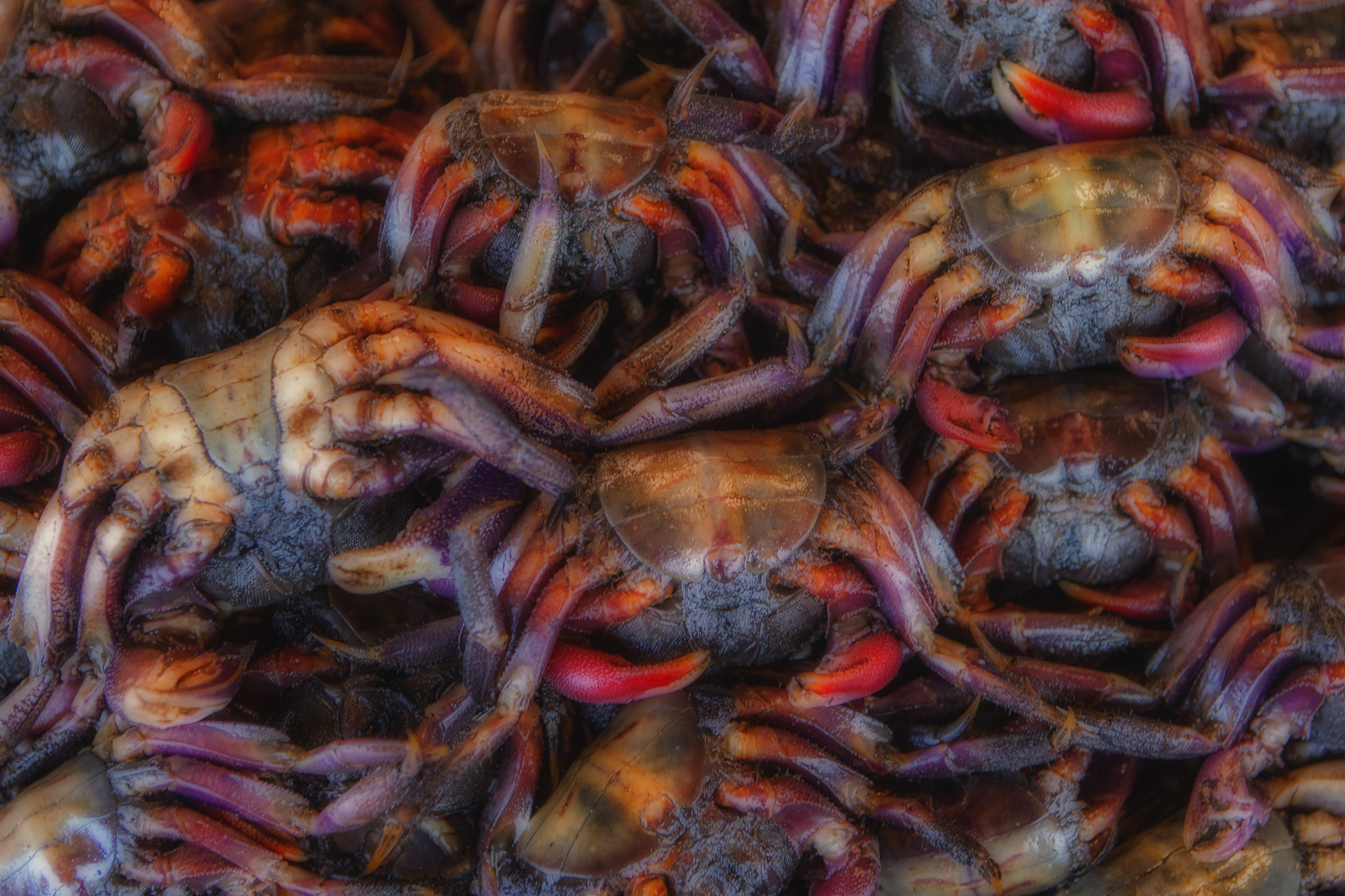 Thailand Crabs Seafood Market 2000x1333