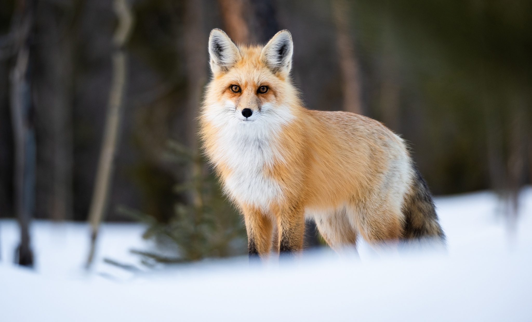 Fox Wildlife 2048x1241