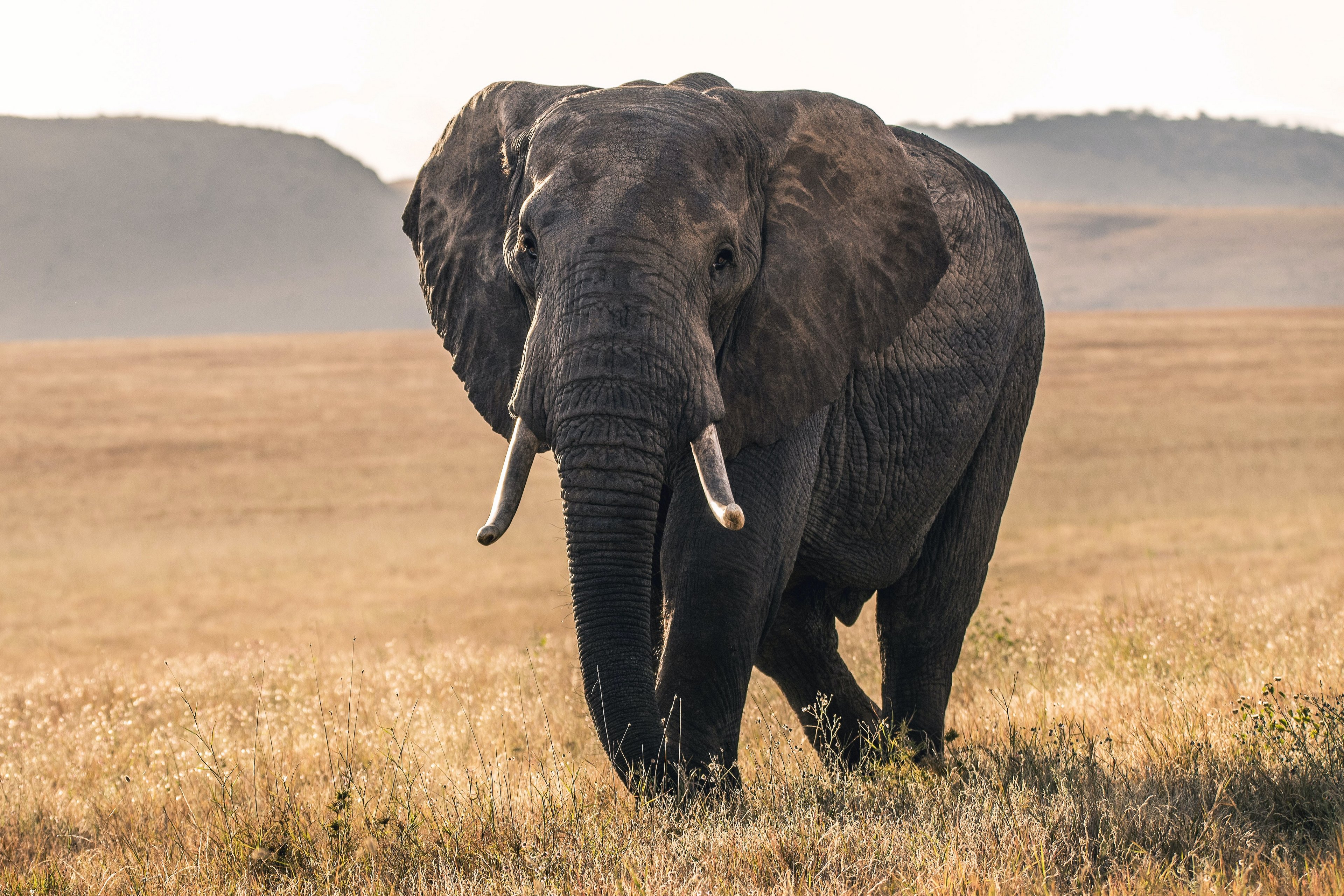 Elephant Africa Nature Animals 3840x2560