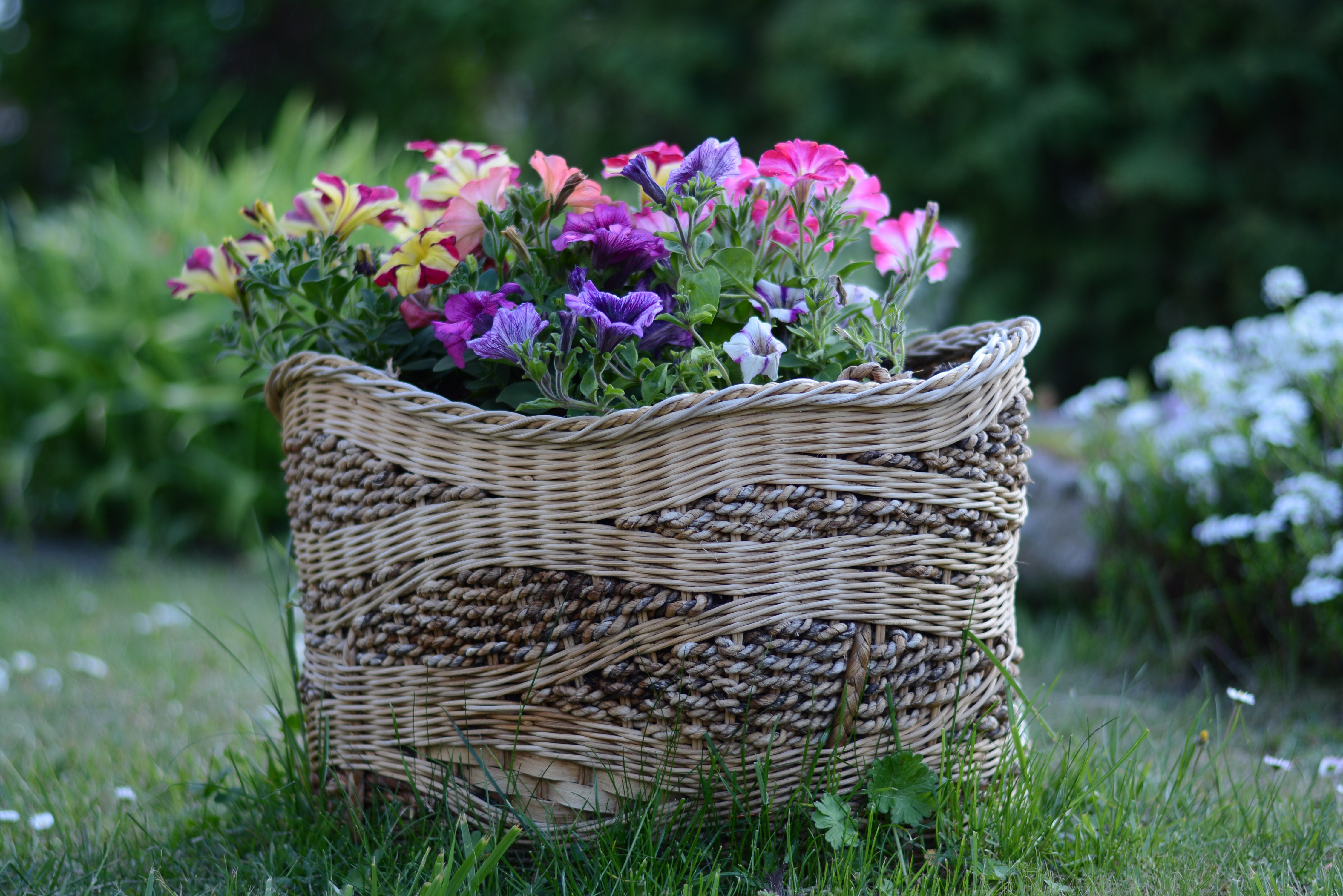 Basket Flower Garden 4496x3000