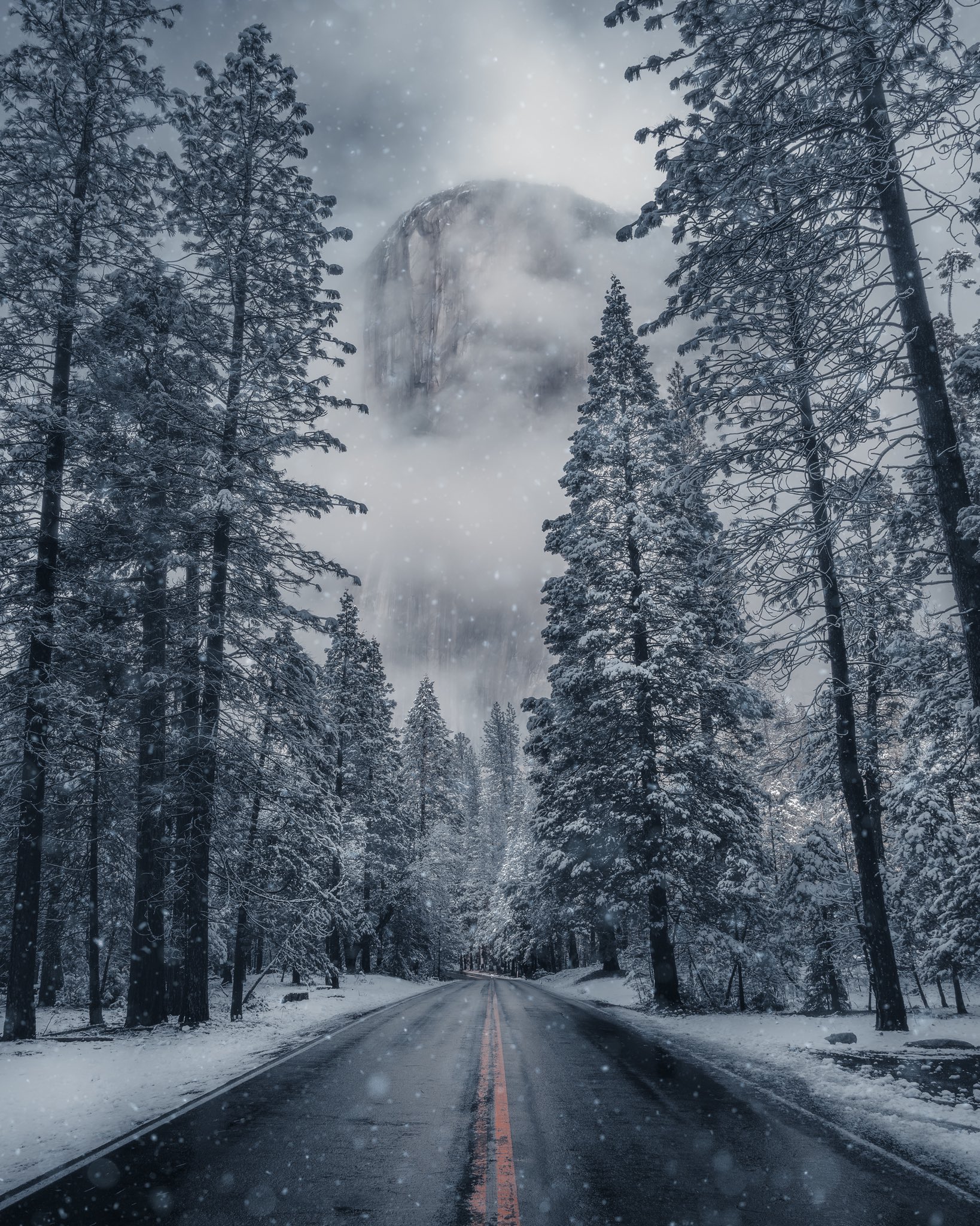 Landscape Nature Road Trees Snow Winter Forest Wet Road Pine Trees Portrait Display 1638x2048