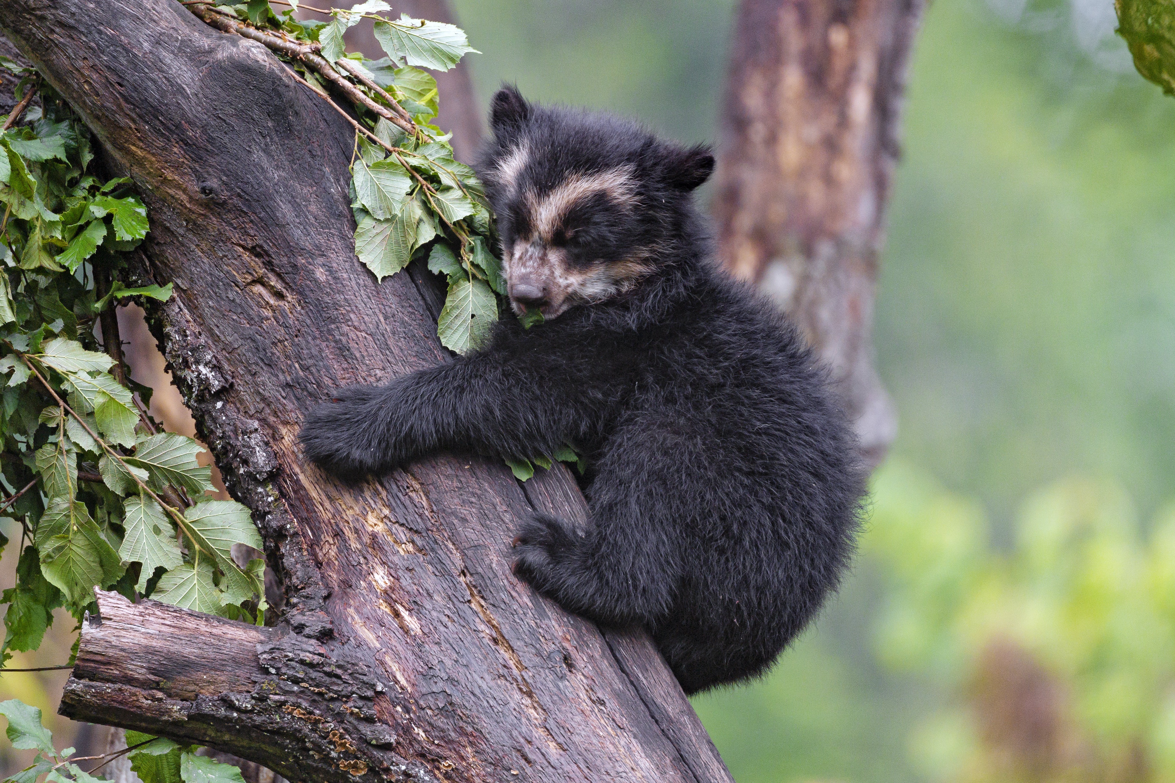 Wildlife Baby Animal Bear Cub 4096x2731
