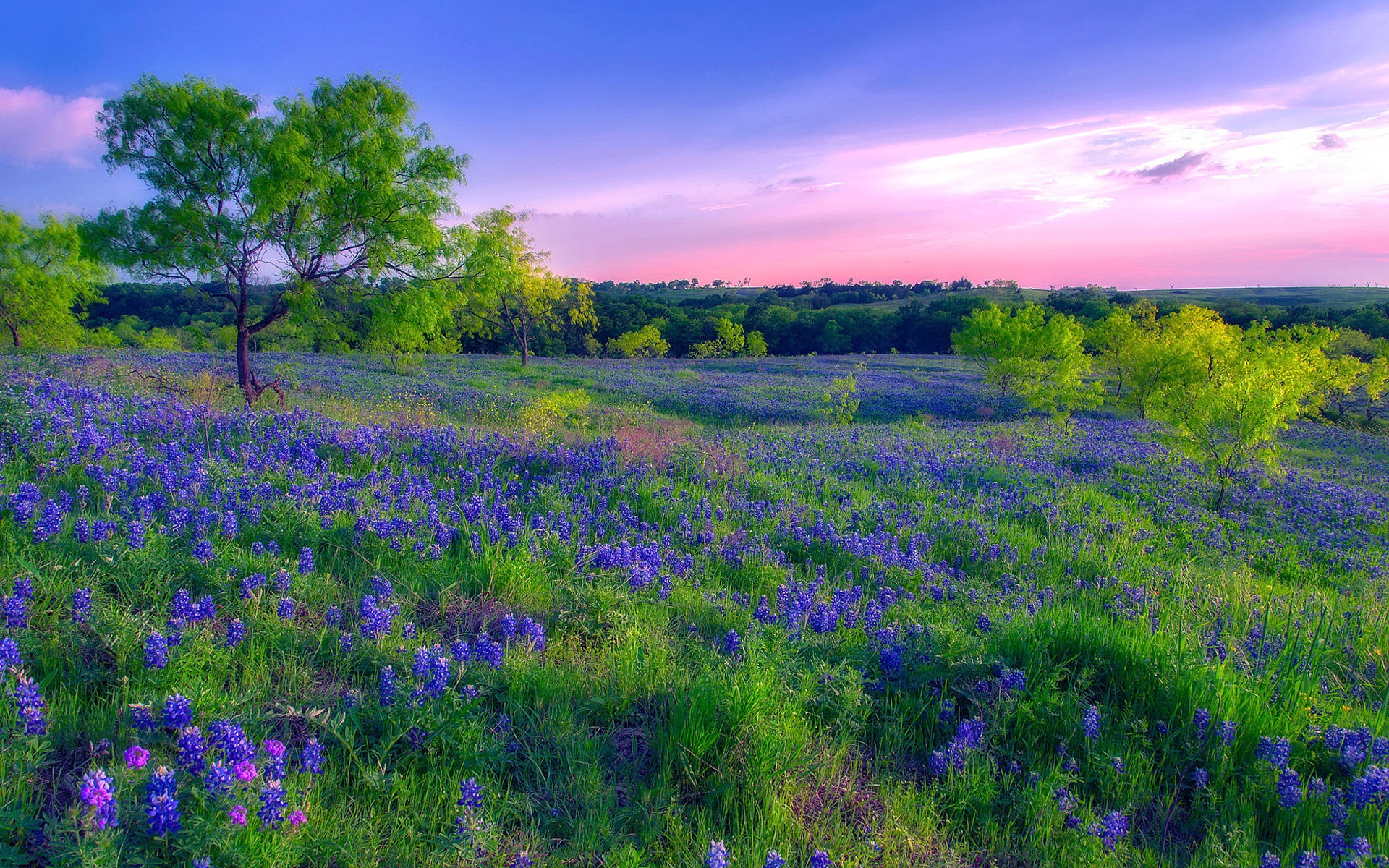 Flower Sunset 1920x1200