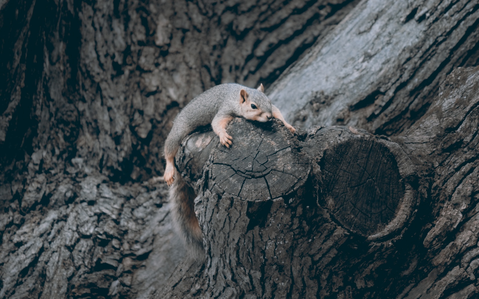 Animal Squirrel 1680x1050
