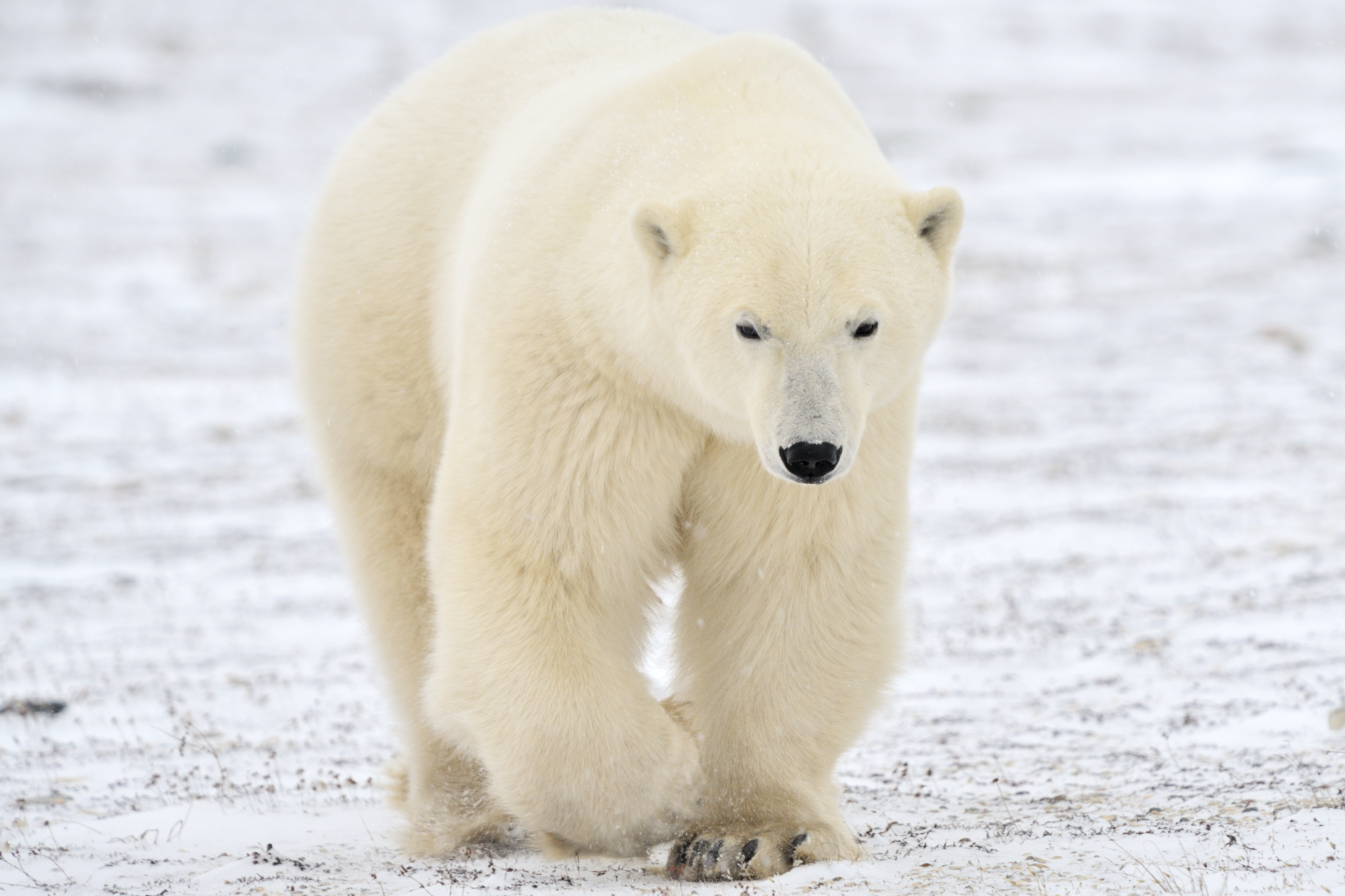 Animal Polar Bear 5379x3586