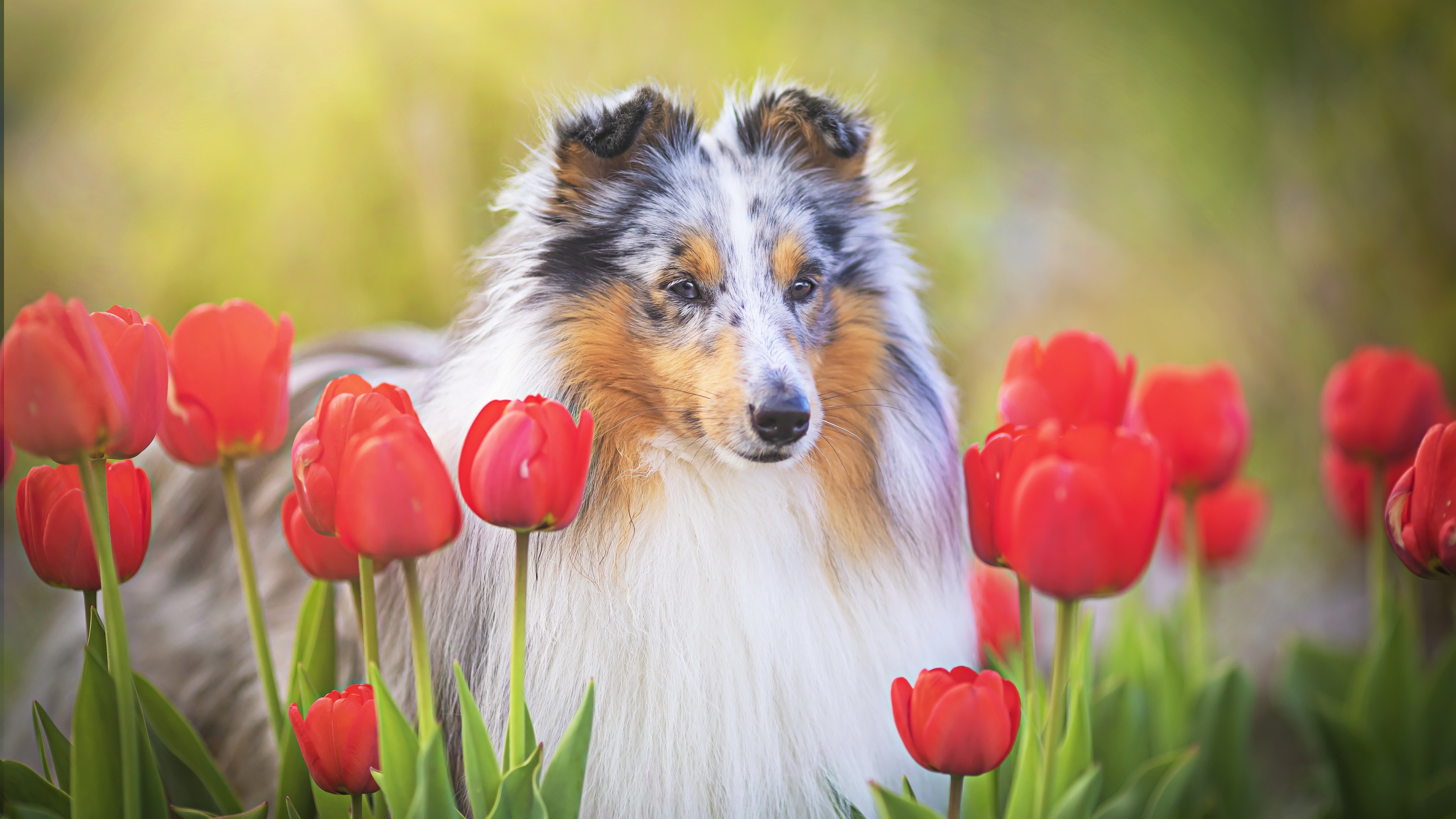 Dog Outdoors Animals Flowers Plants Tulips Red Flowers Mammals 3840x2160