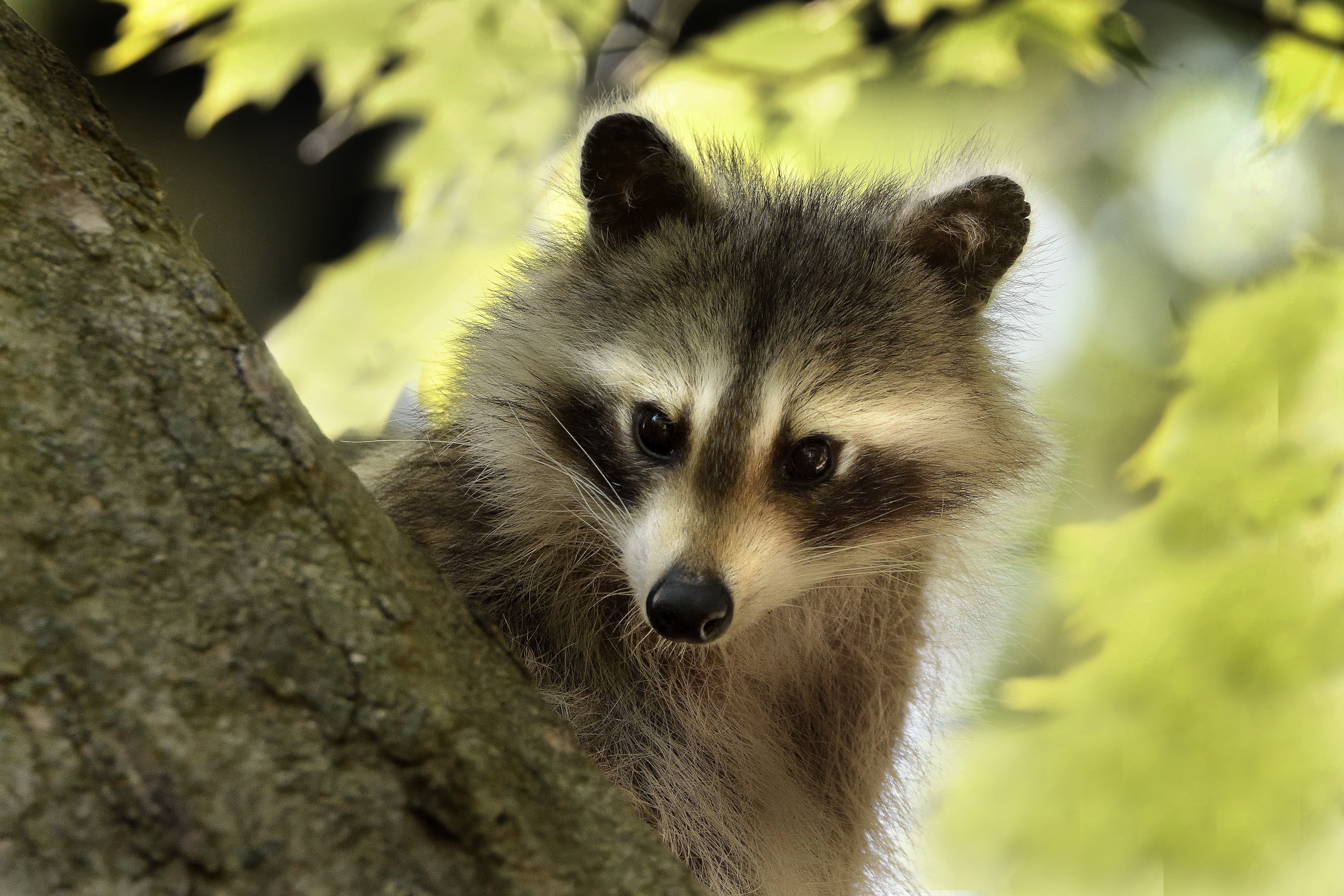 Raccoon Wildlife 5568x3712