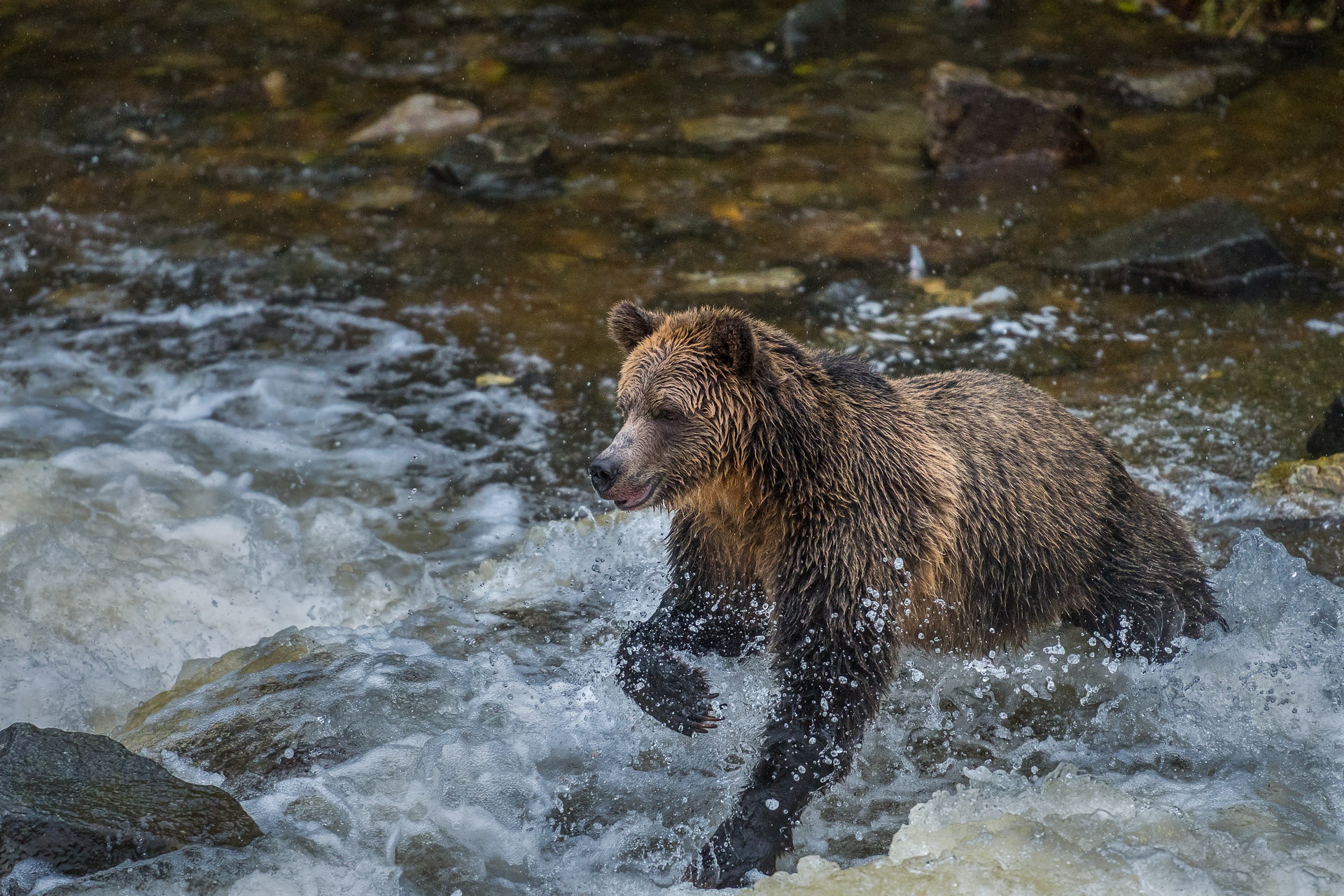Медведь купается. Бурый медведь купается. Хищные звери на водоеме. Медвежонок купается.