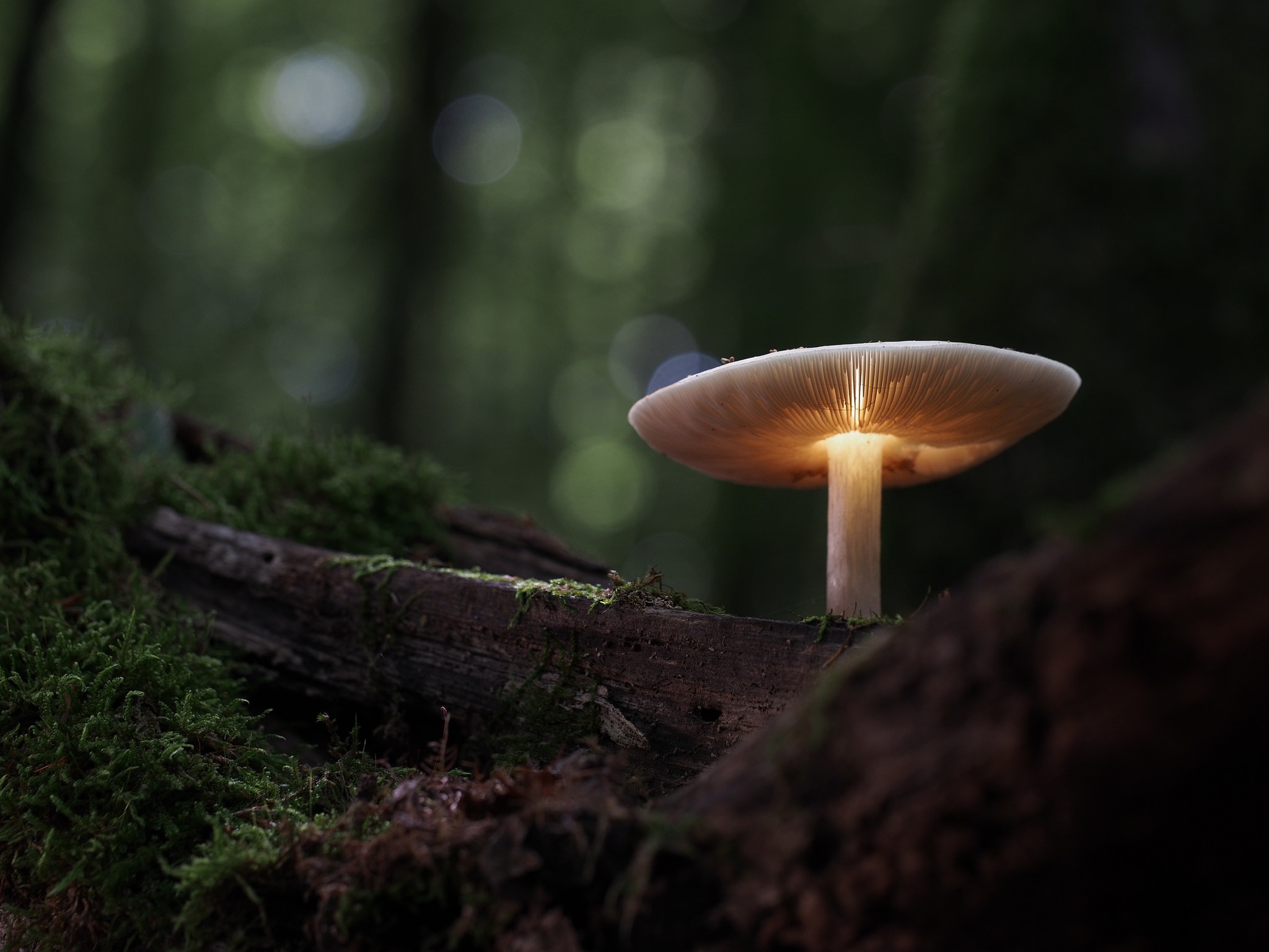 Mushroom Nature Candle 2048x1536