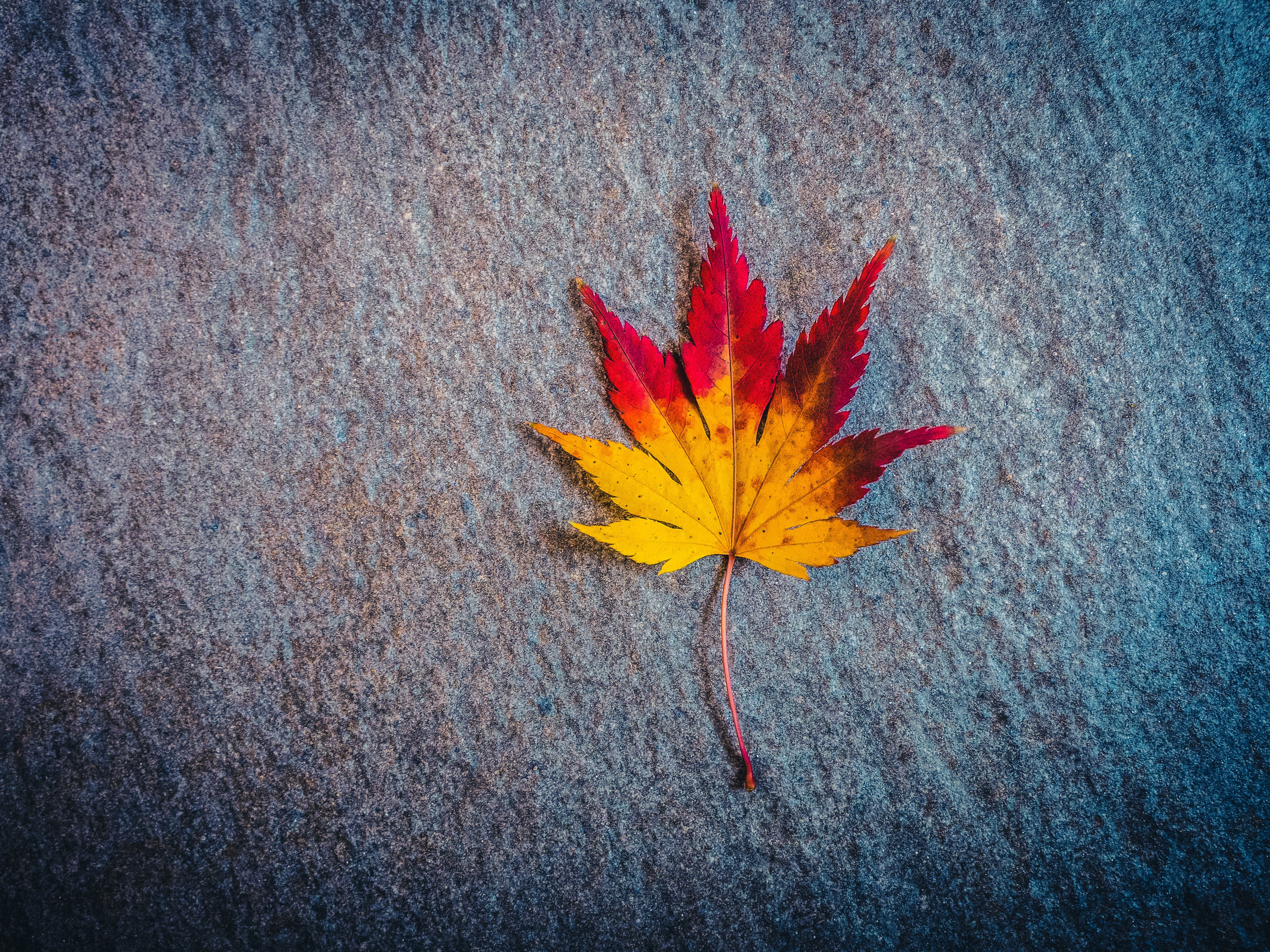 Fall Maple Leaf 4608x3456