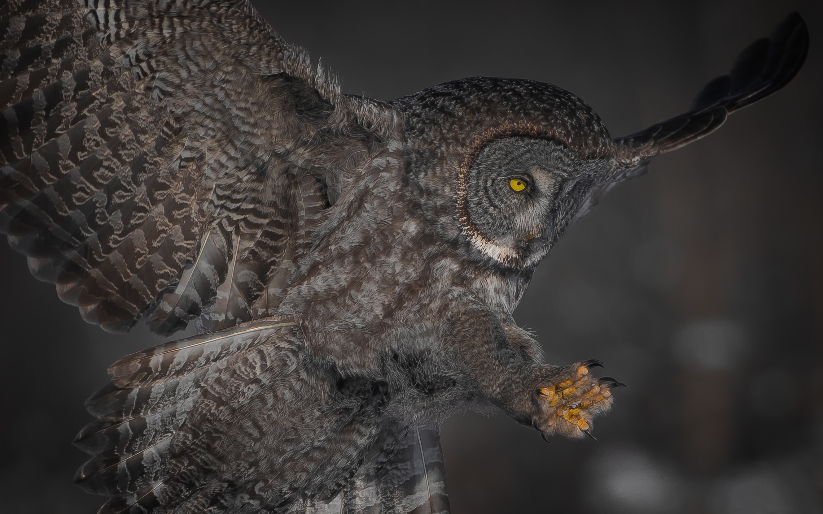 Bird Owl Wildlife 2657x1661