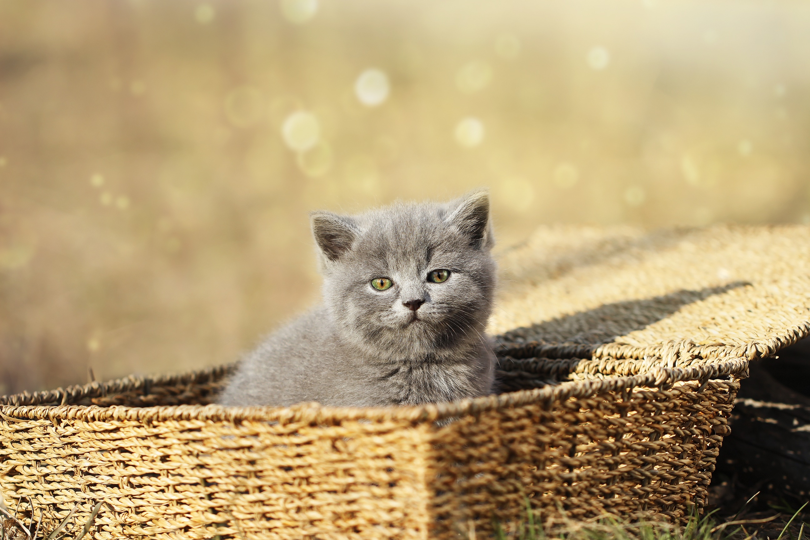 Kitten Basket Pet Baby Animal 2592x1728