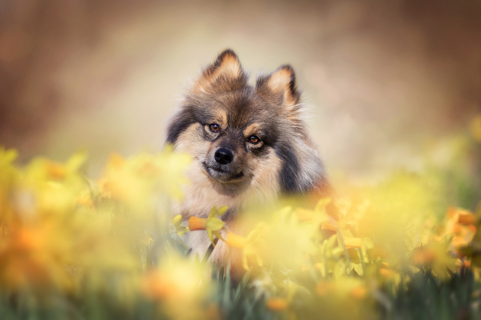 Flower Dog Daffodil Pet 2048x1365