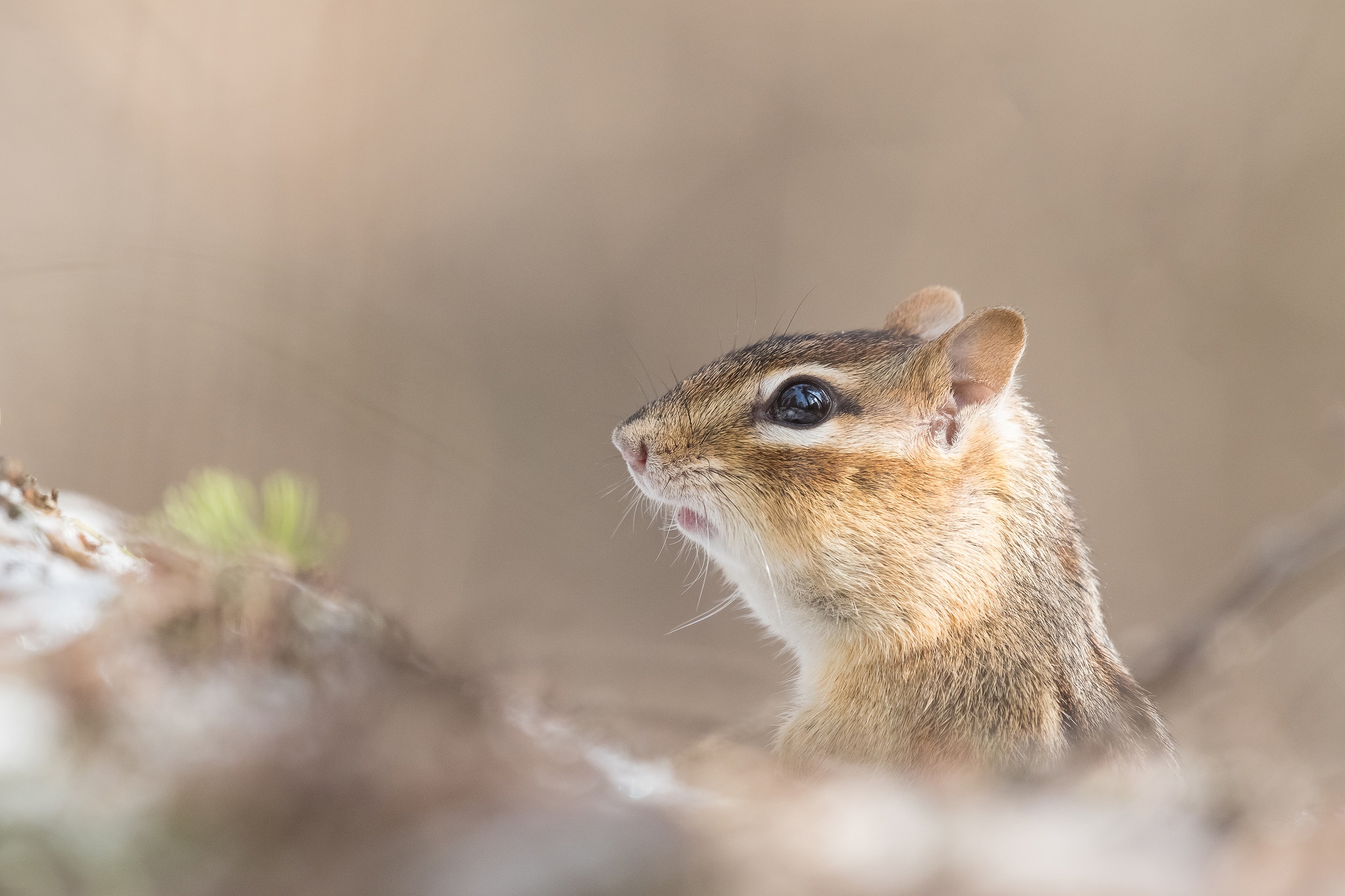 Rodent Wildlife 2048x1365