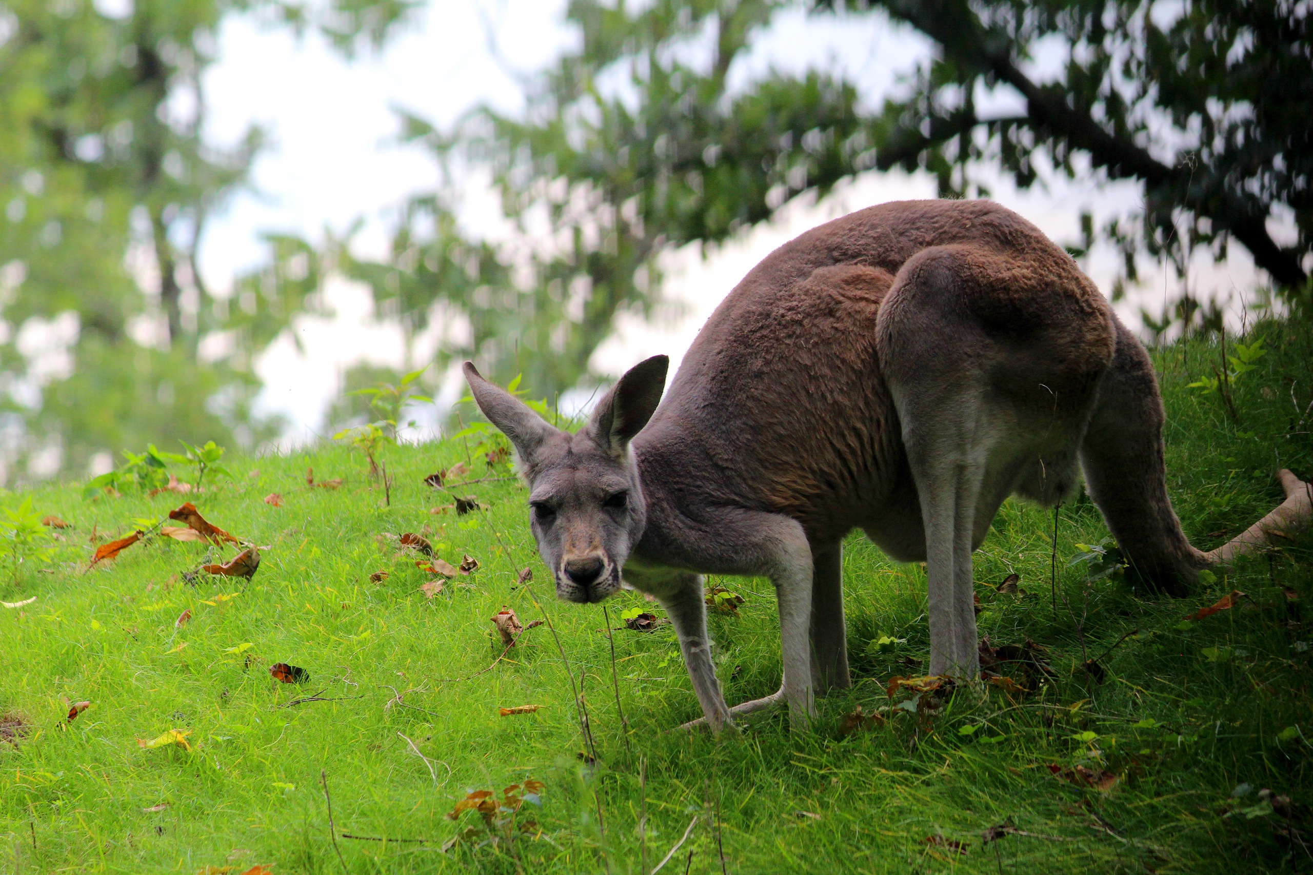 Animal Kangaroo 2560x1707