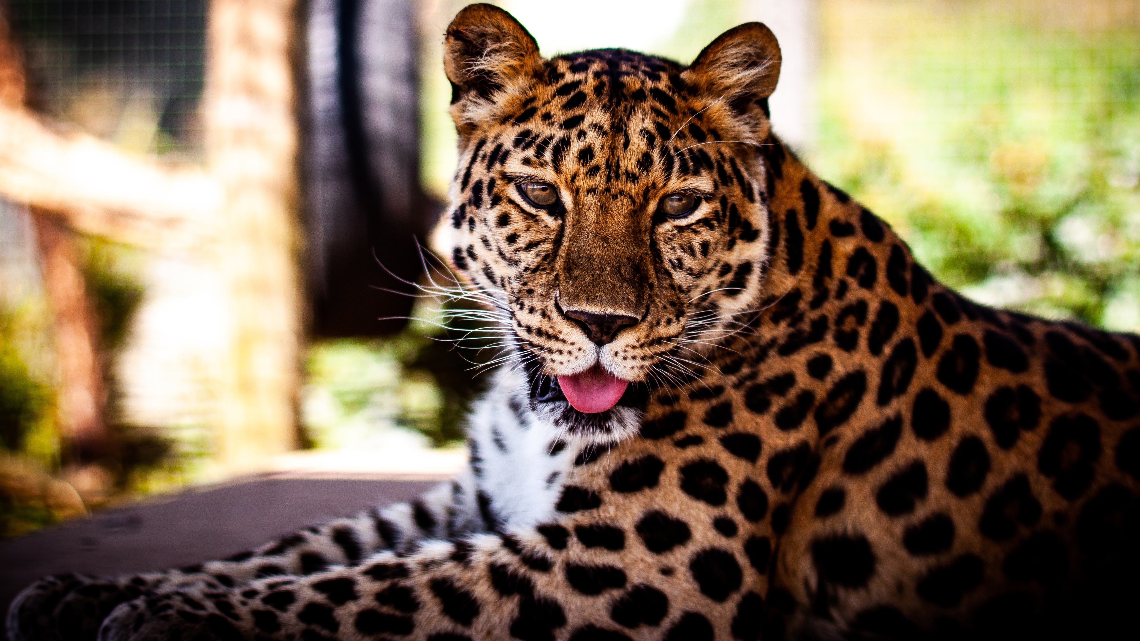Animal Leopard 3840x2160