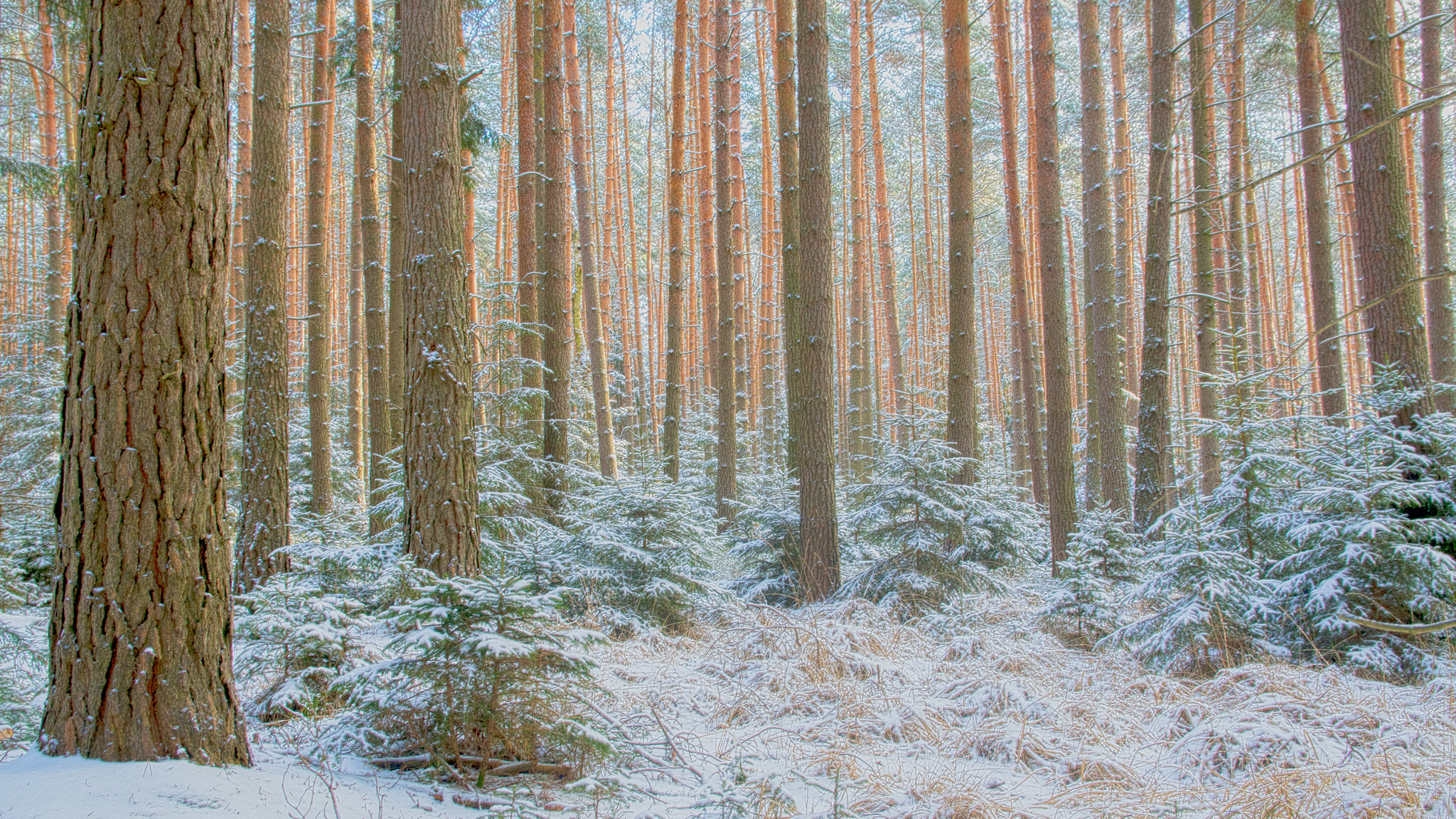 Forest Landscape Snow Trees Nature Isolation Fall 2048x1152