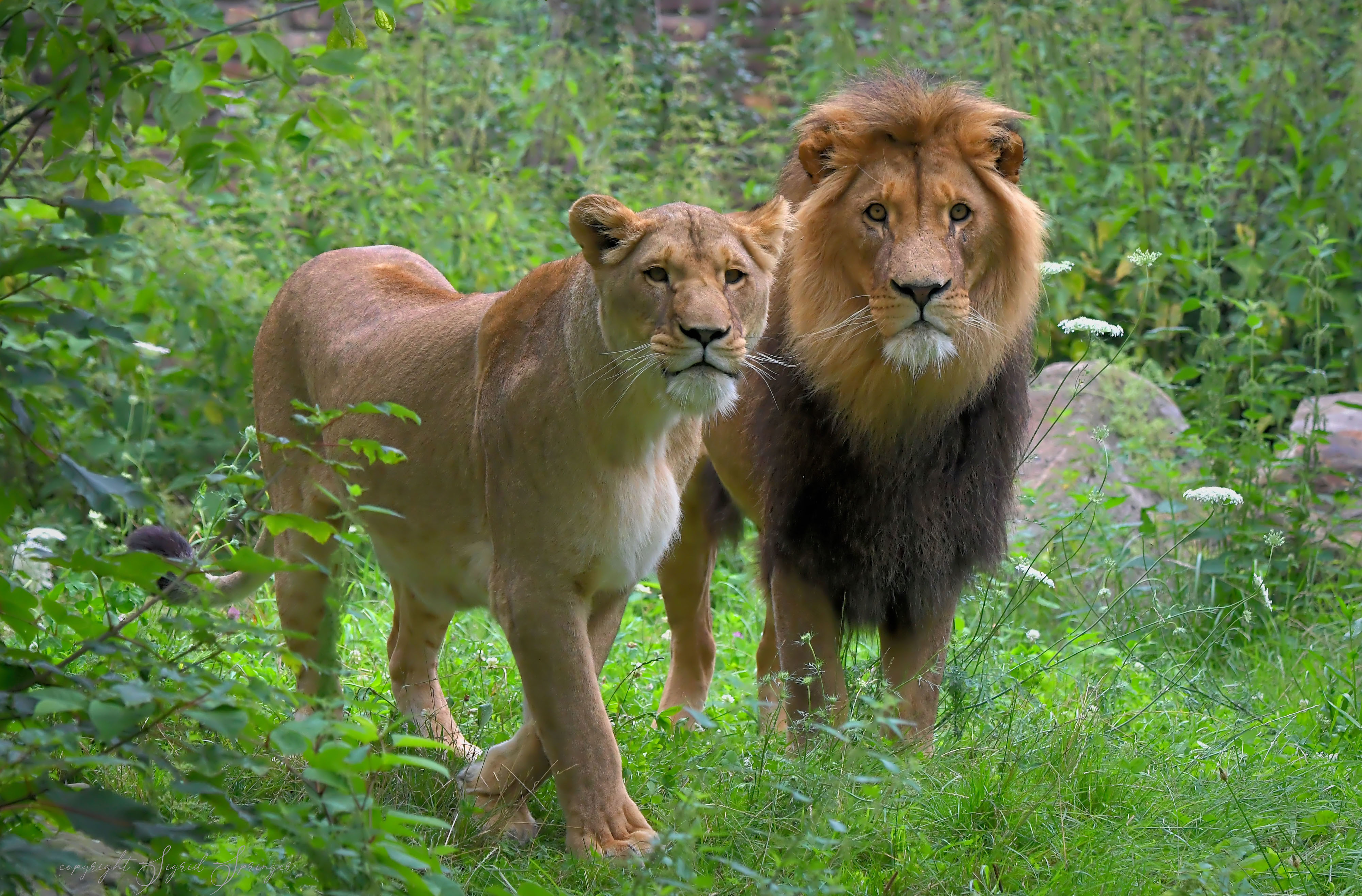 Nature Wildlife Feline Big Cats Mammals Lion 4000x2633
