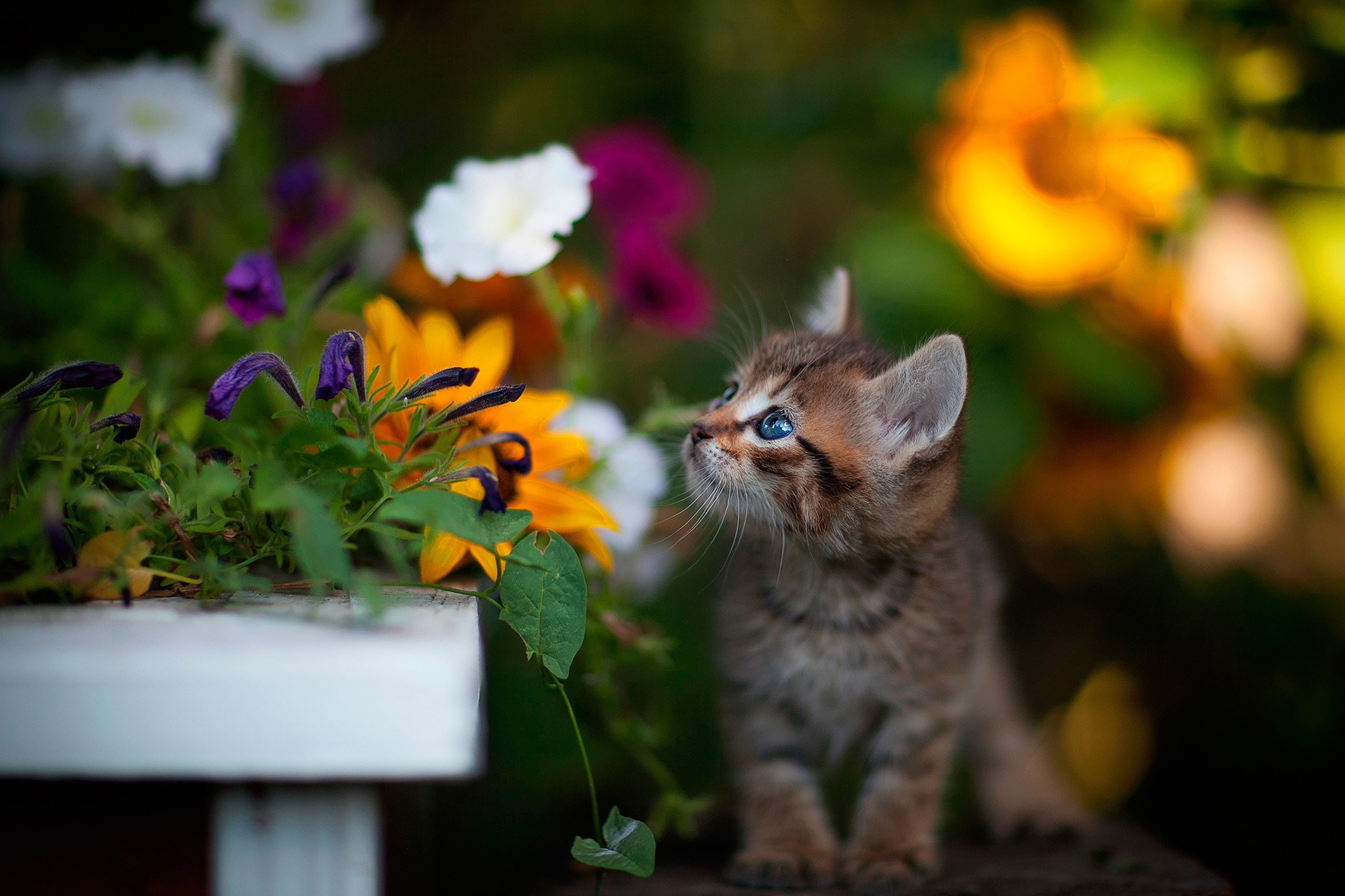 Pet Baby Animal Kitten Flower 2000x1333