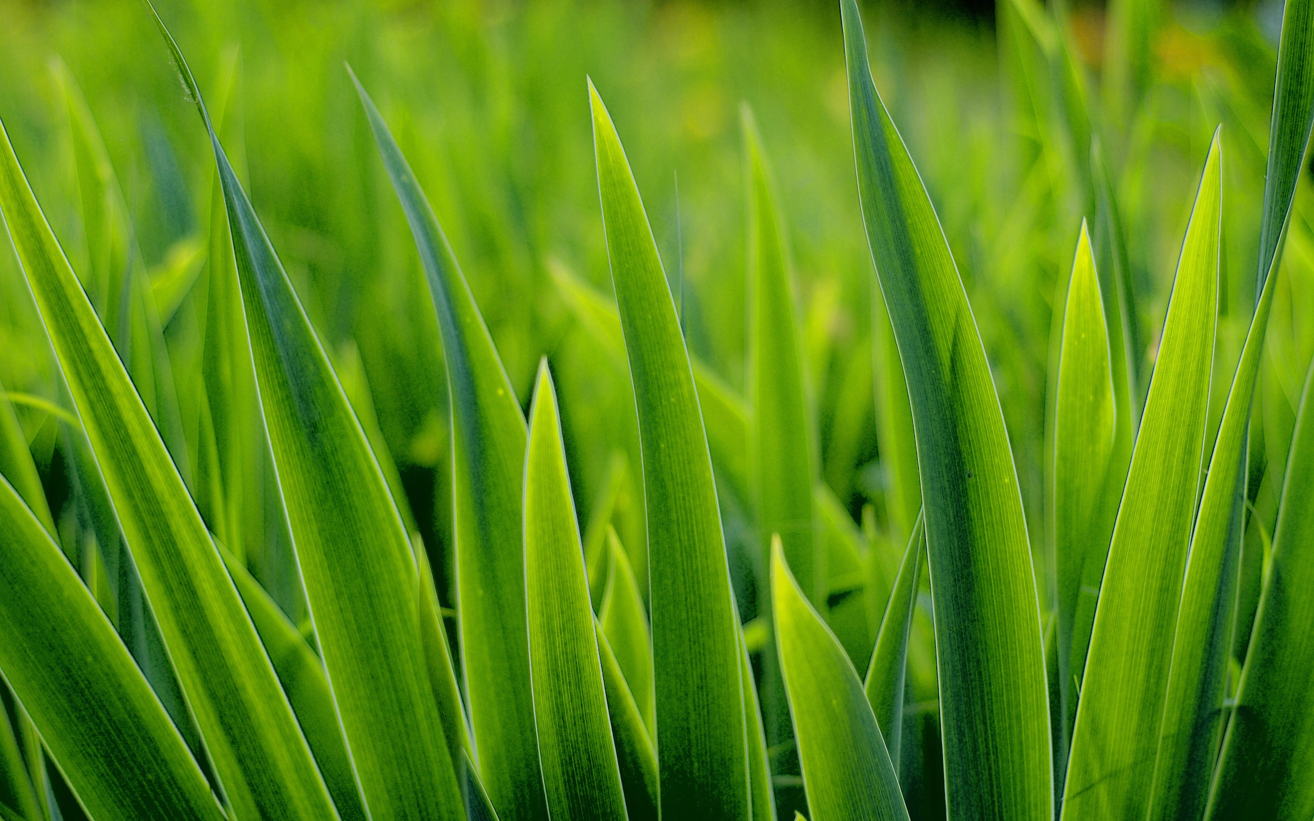 Green Grass 2560x1600