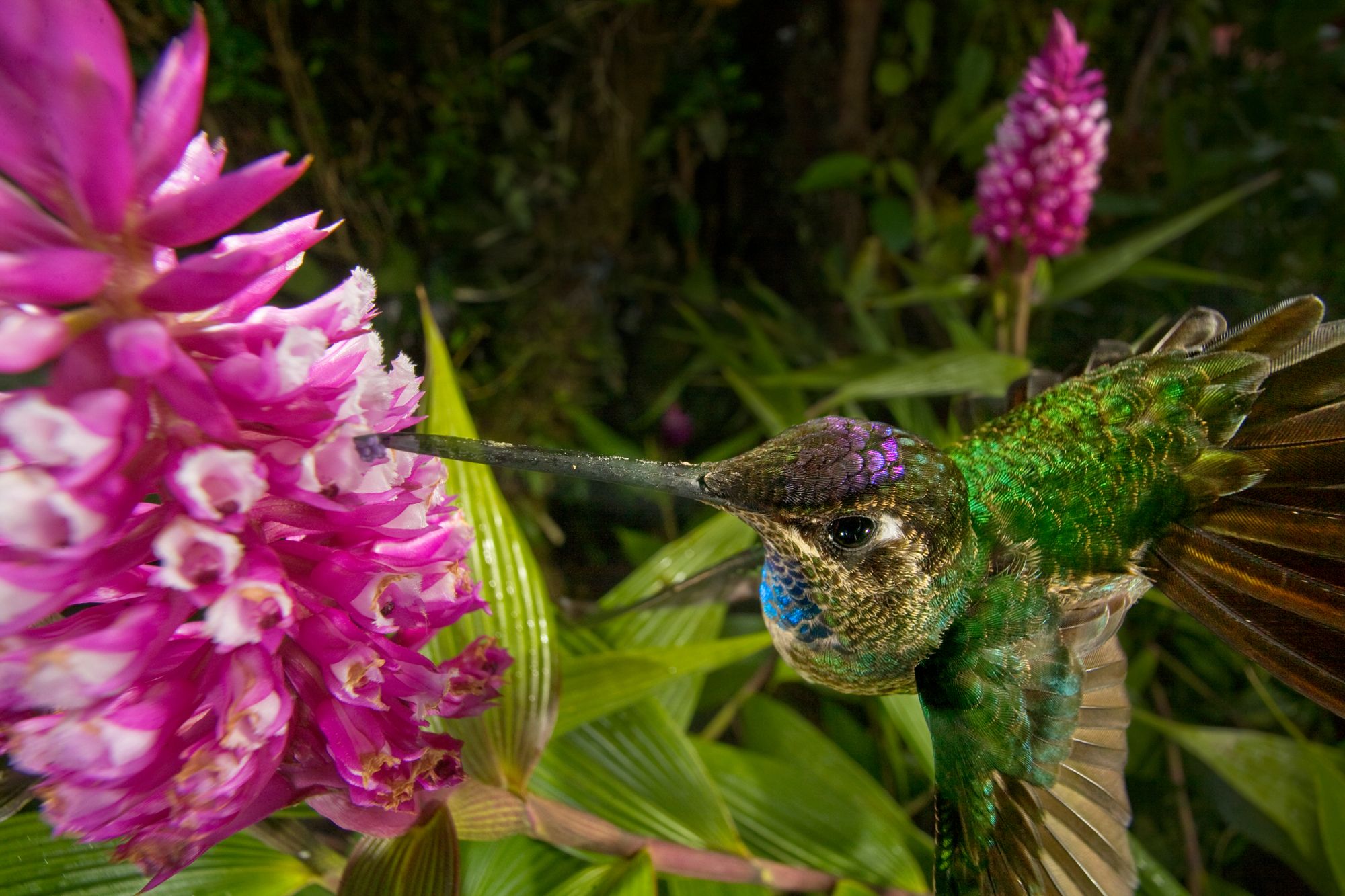 National Geographic Bing Hummingbird Animals Birds 2000x1333