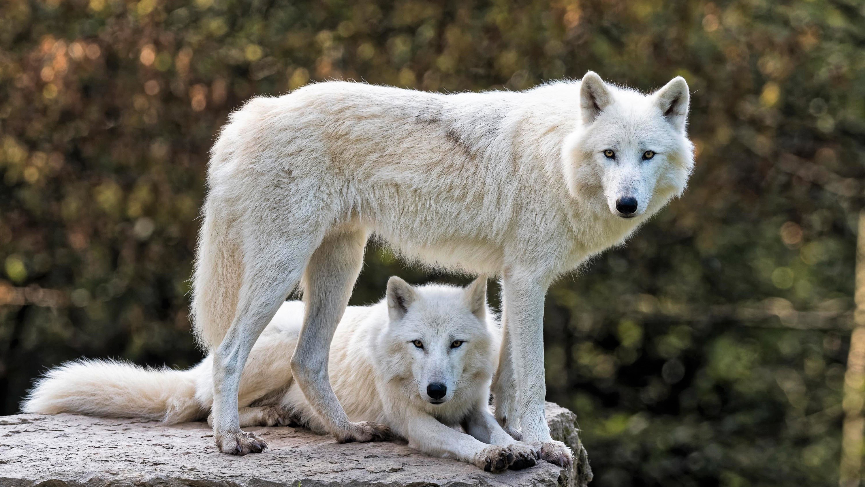 White Wolf Bokeh Wildlife Wolf Predator Animal 3000x1688