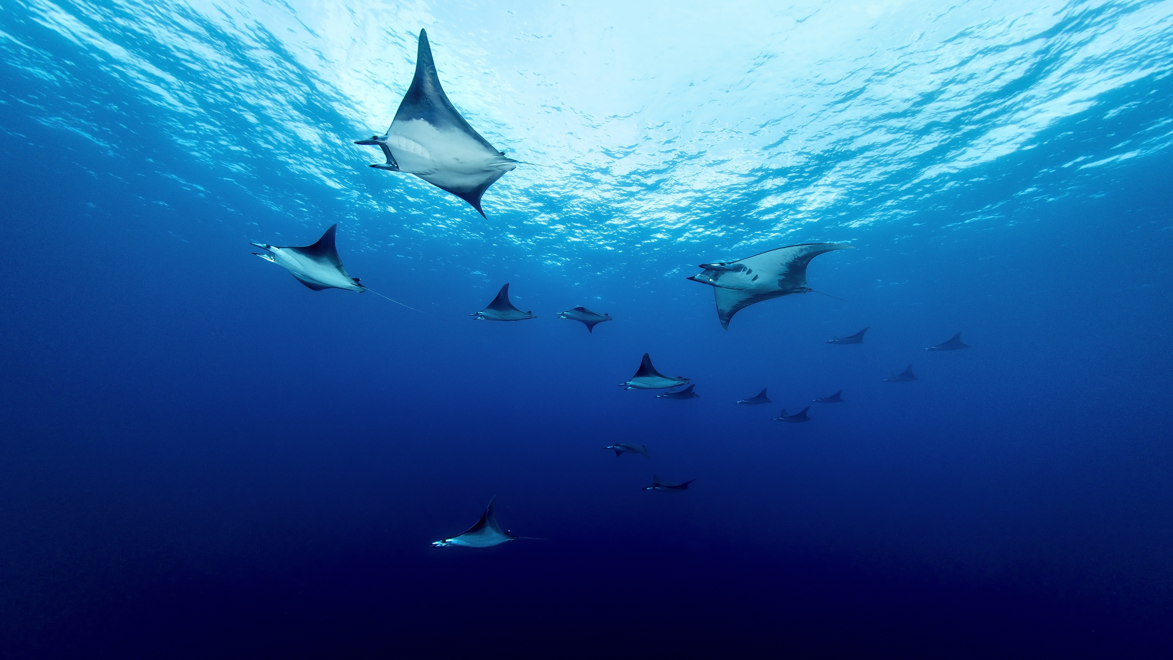 Natural Light Blue Dark Blue Sea Underwater Manta Rays Nature Animals Fish 3840x2160