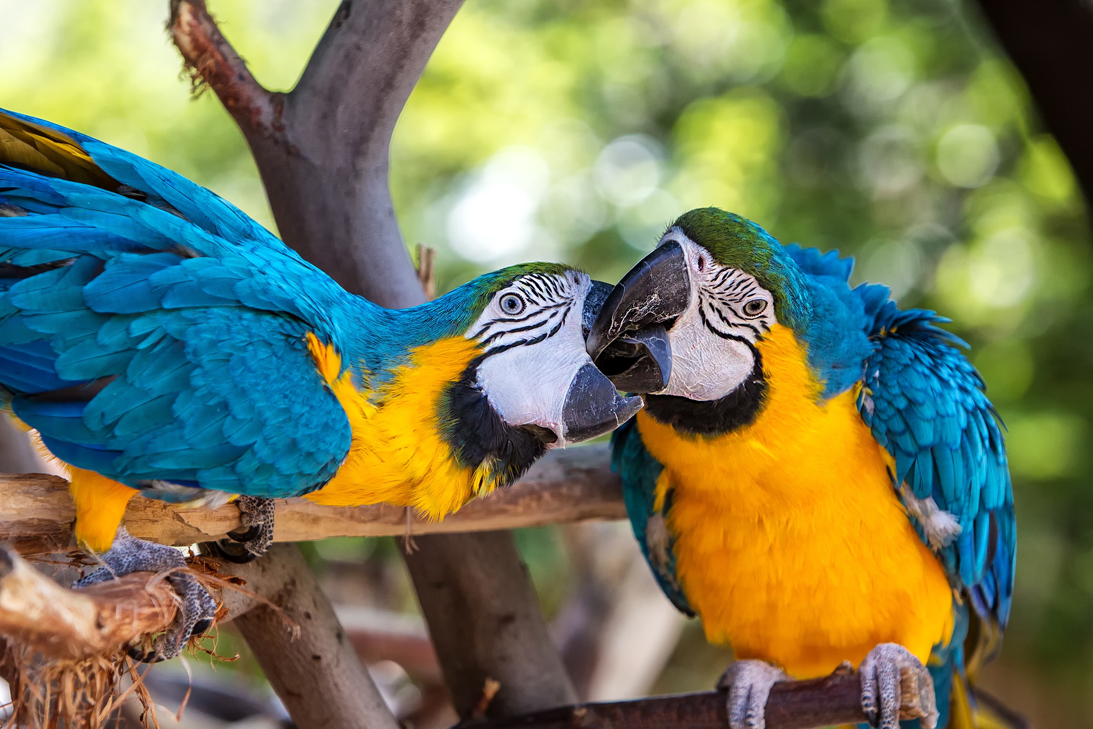 Macaw Parrot Bird 2250x1500