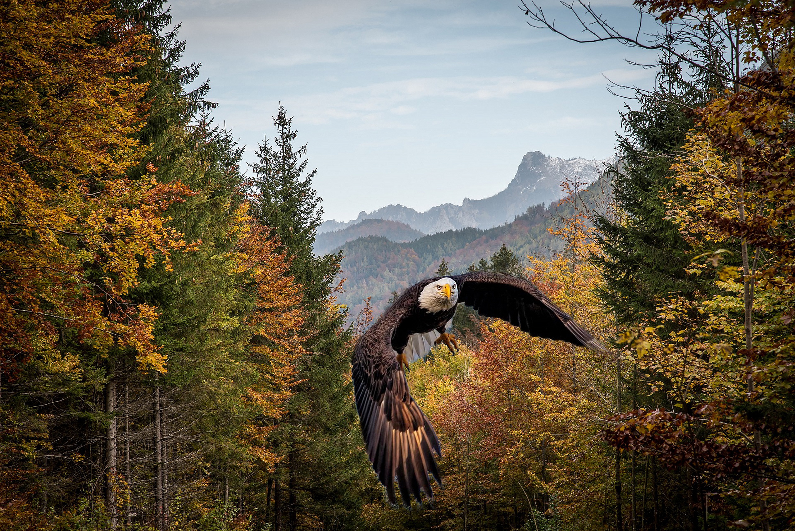 Fall Forest Flight Bird 2560x1709