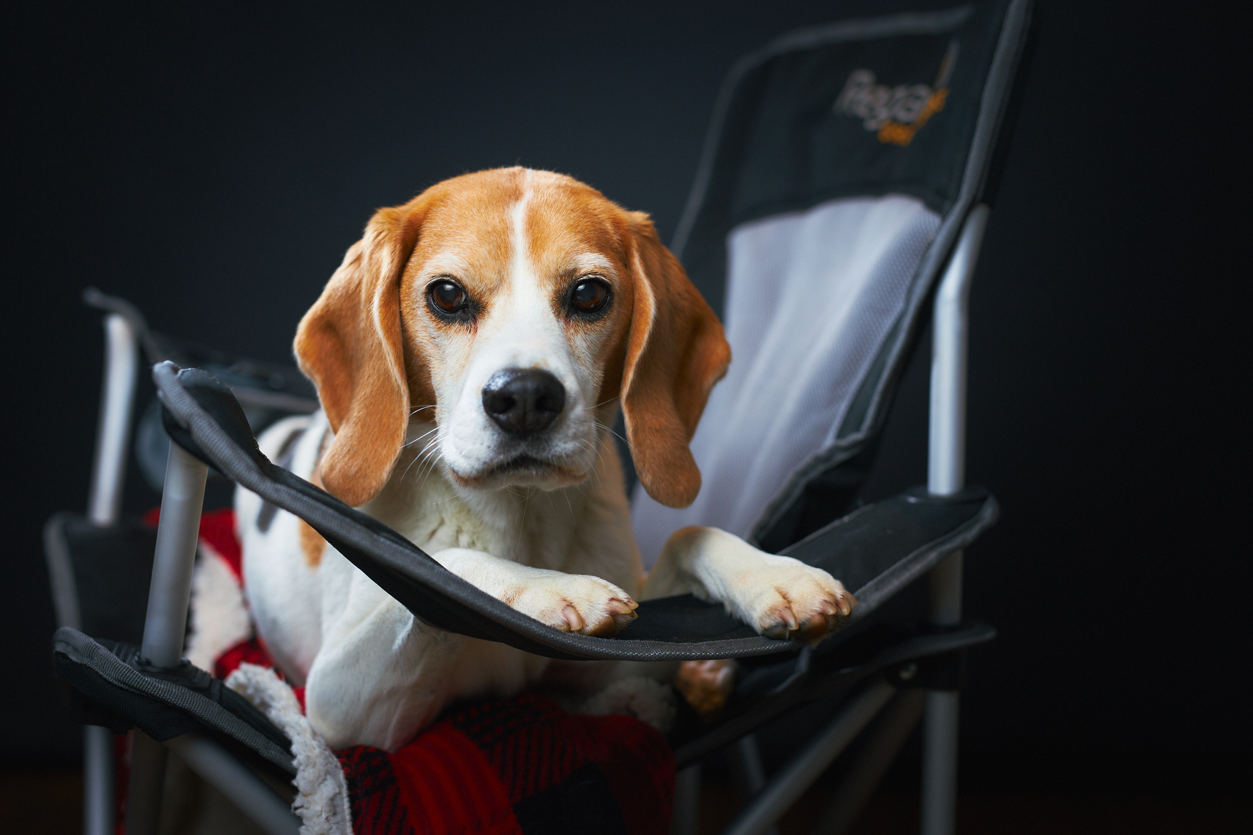 Beagle Dog Pet 2500x1667