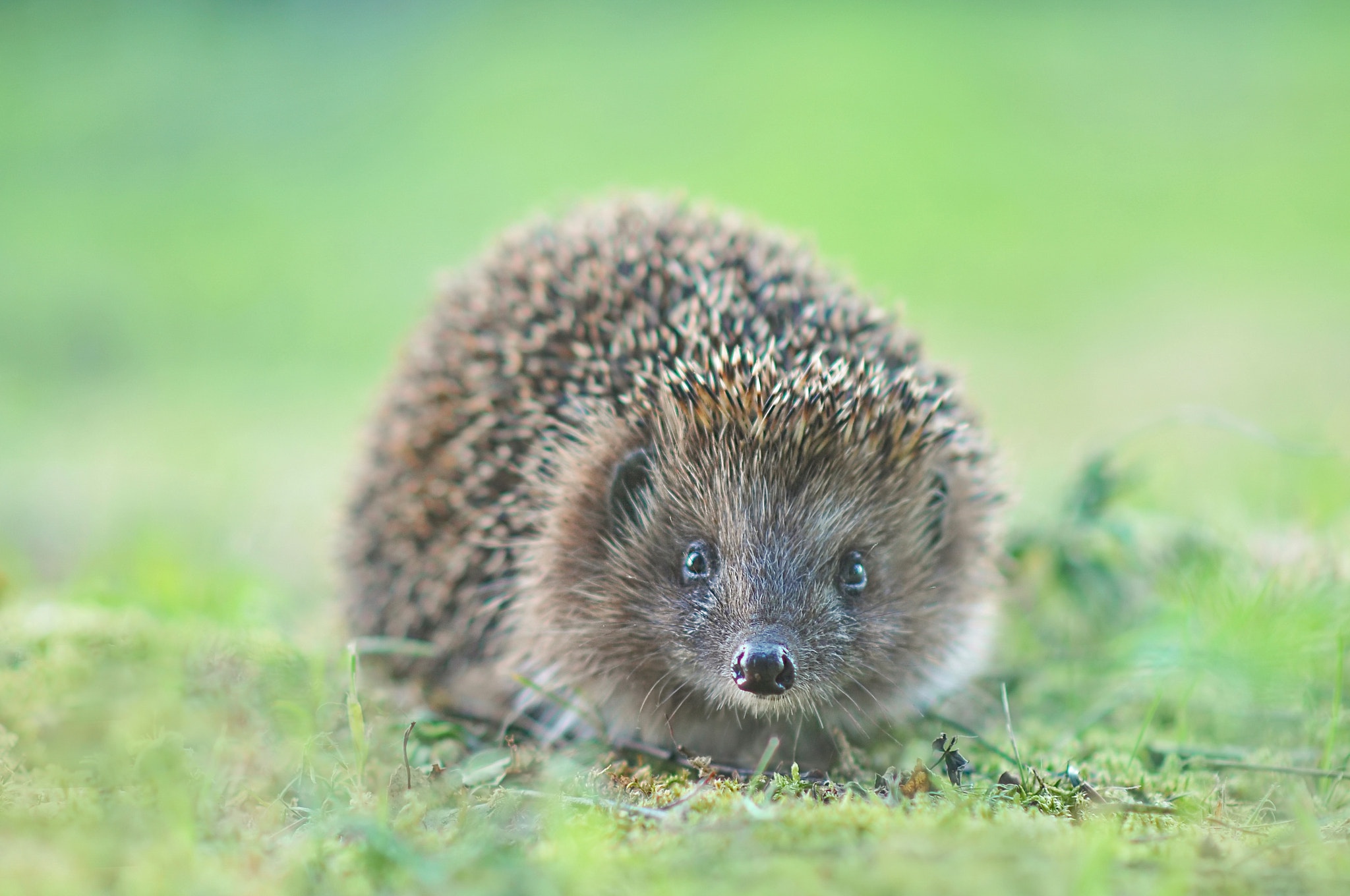 Hedgehog Wildlife 2048x1360
