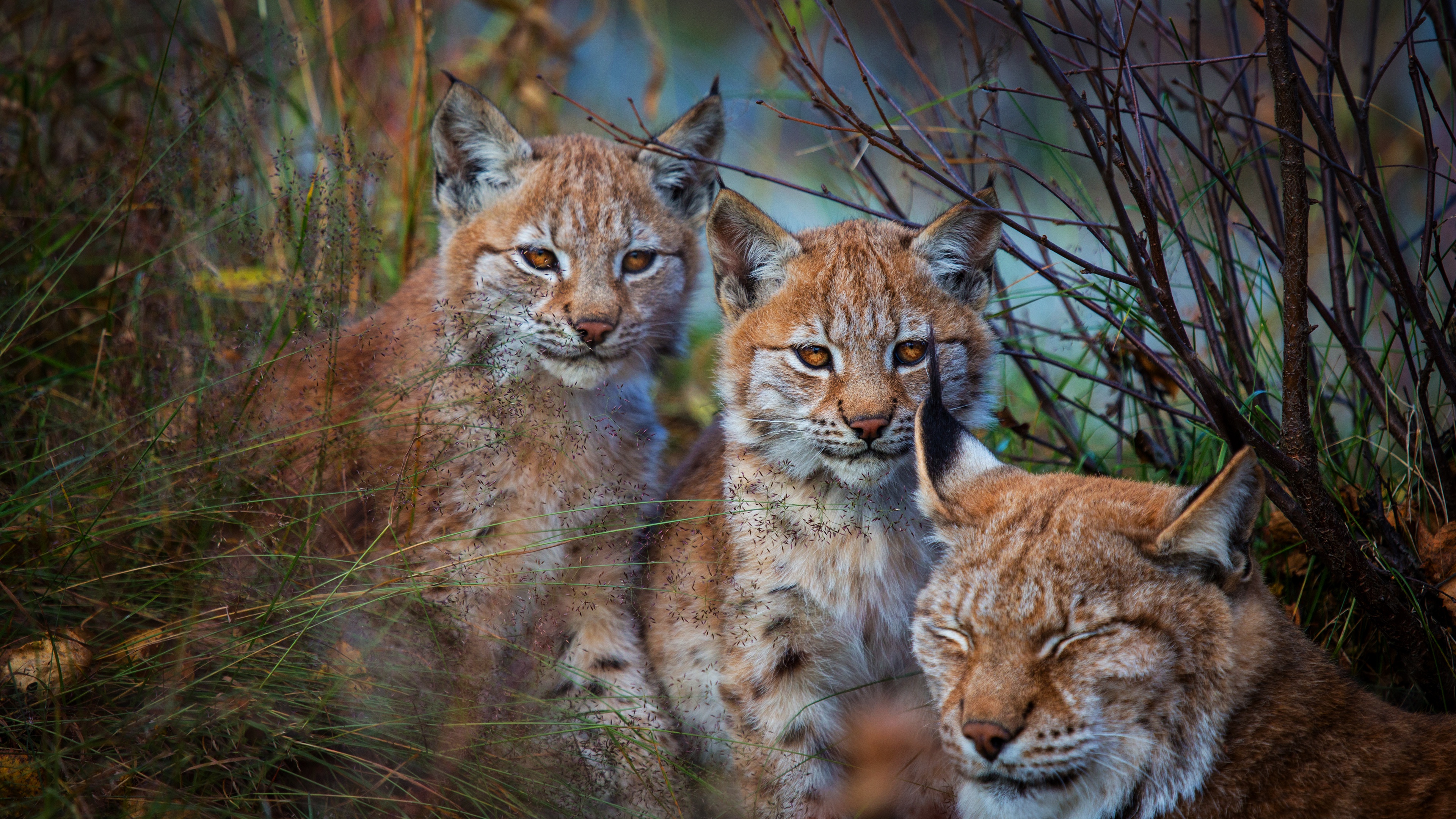 Baby Animal Big Cat Cub Lynx Wildlife Predator Animal 3840x2160
