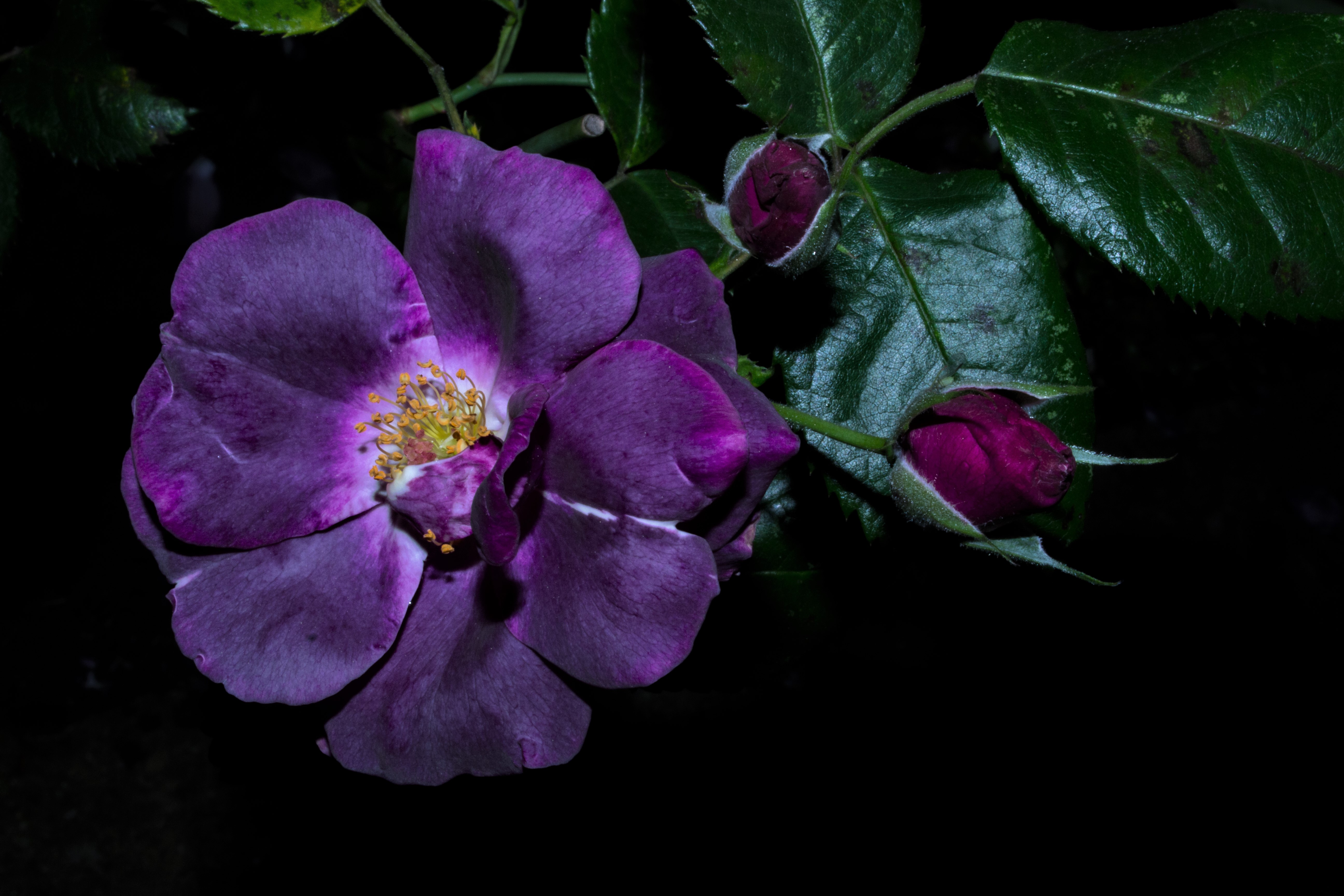 Flower Purple Flower 5184x3456