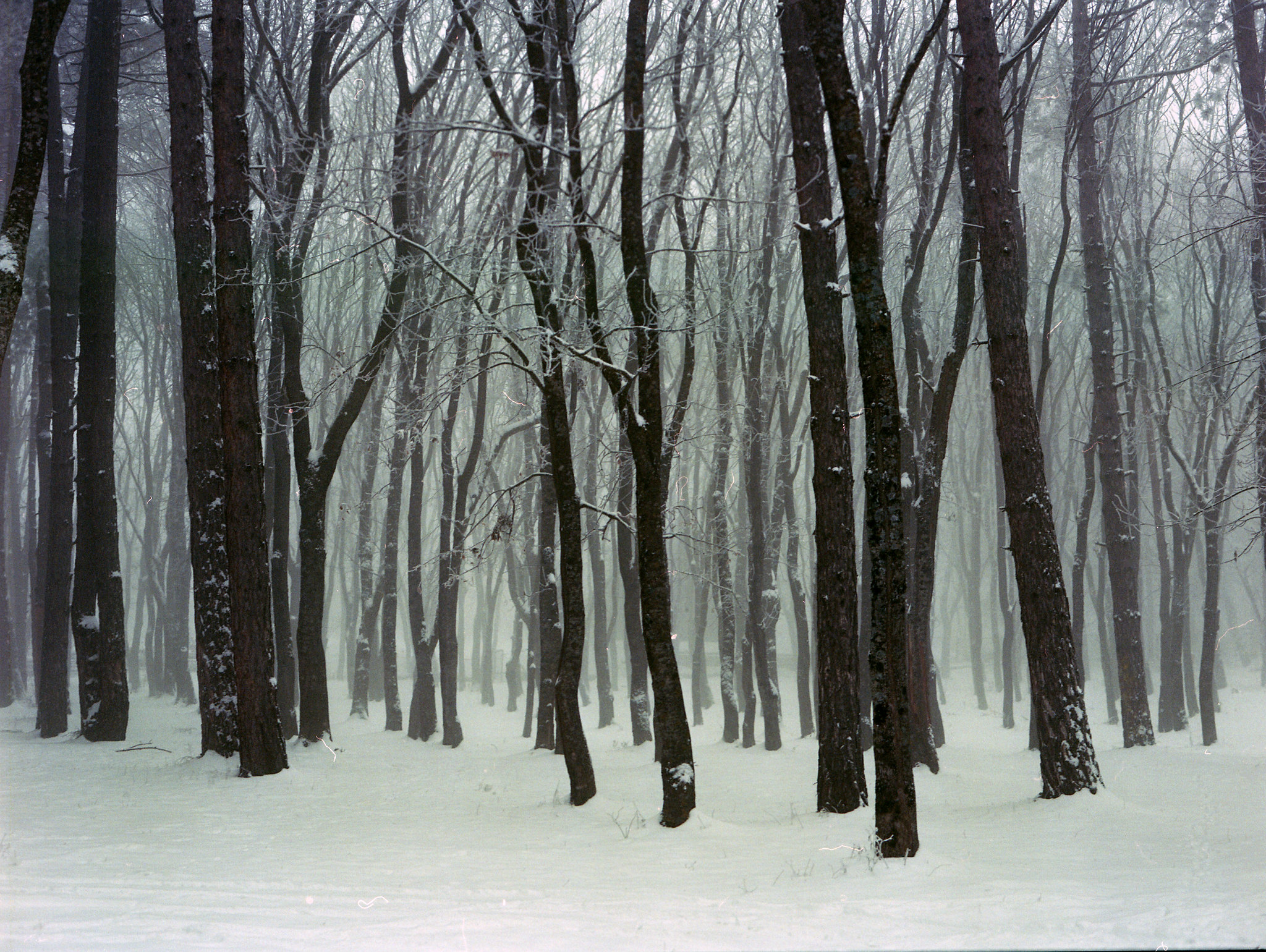 Landscape Winter Snow Forest Trees December Month Mist Film Grain Photography Nature Cold 2048x1540
