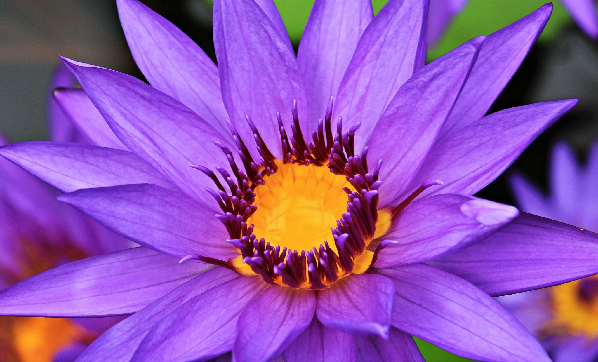 Flower Purple Flower 2048x1240