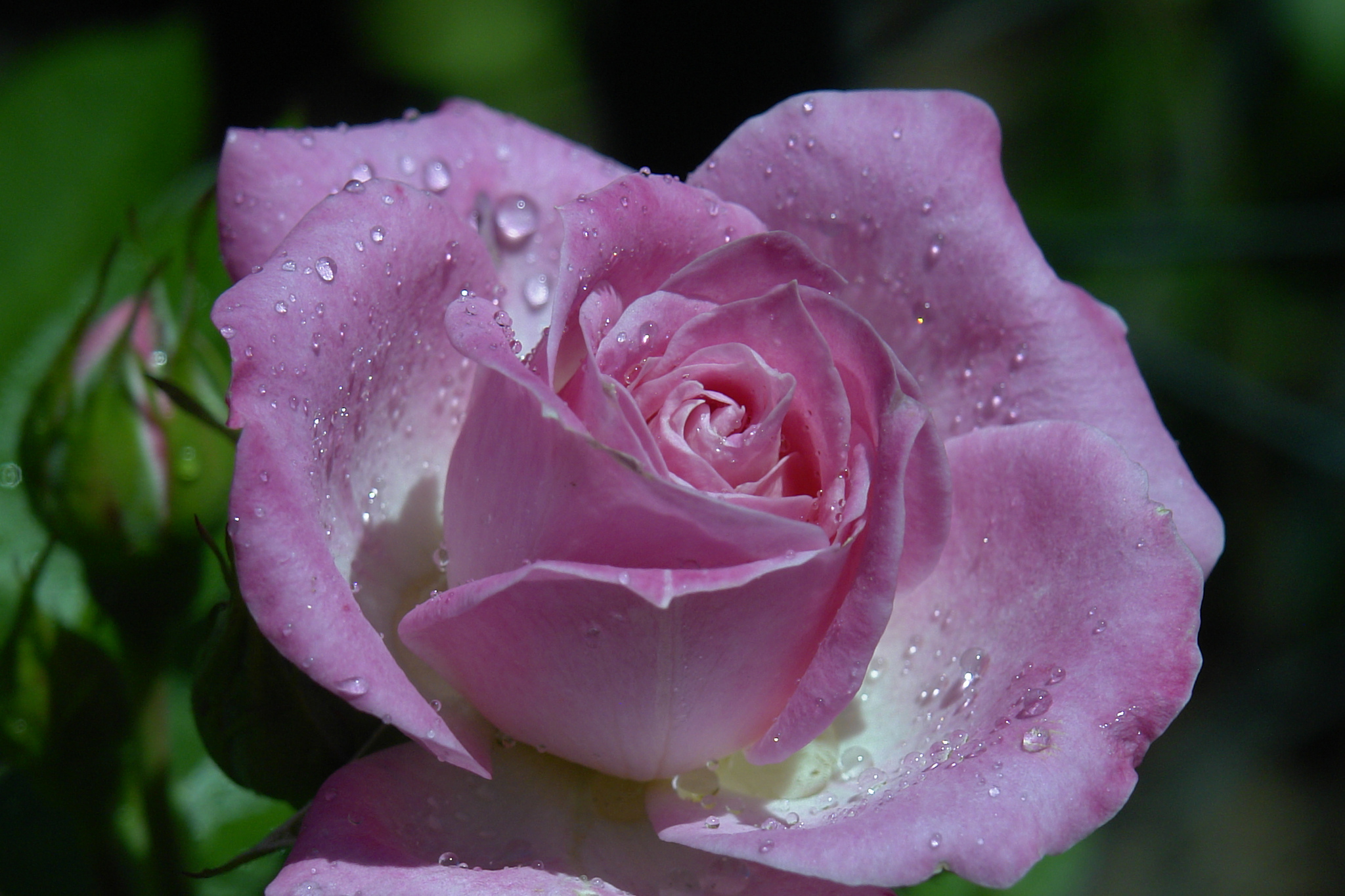 Macro Petal Bud Pink Rose Water Drop 2048x1365