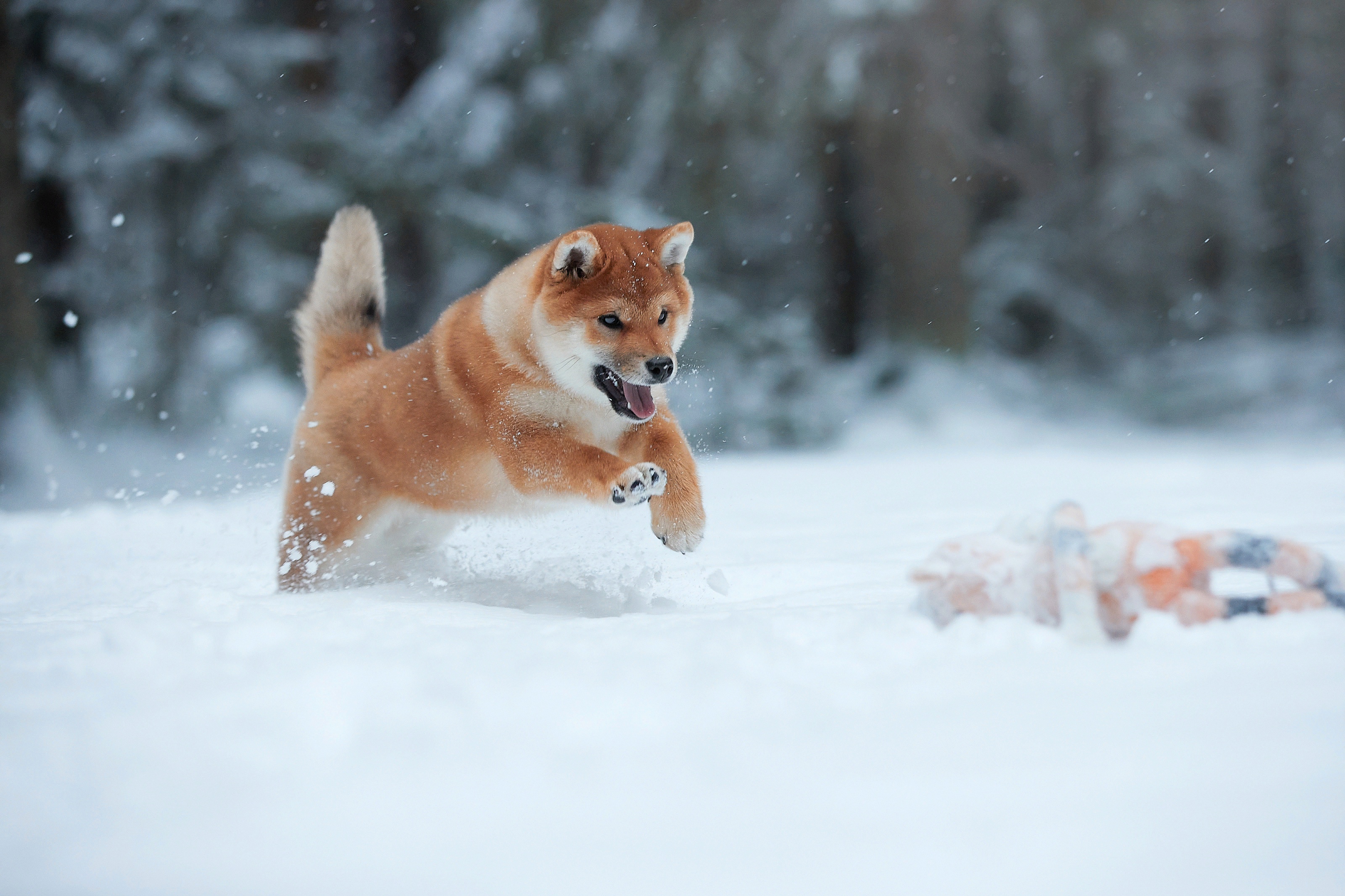 Dog Pet Snow Winter 3200x2133