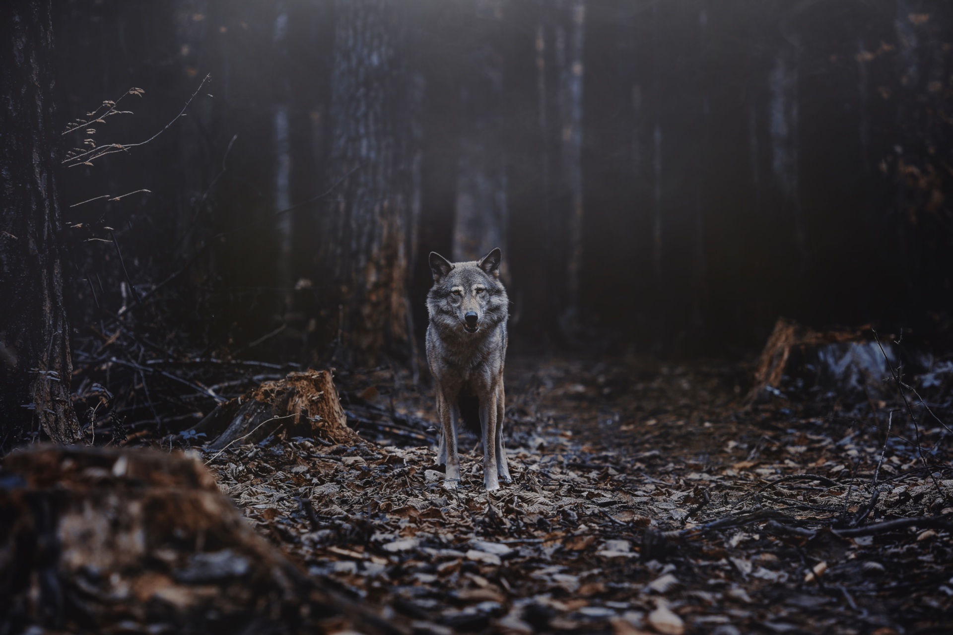 Wildlife Wolf Predator Animal 1920x1280