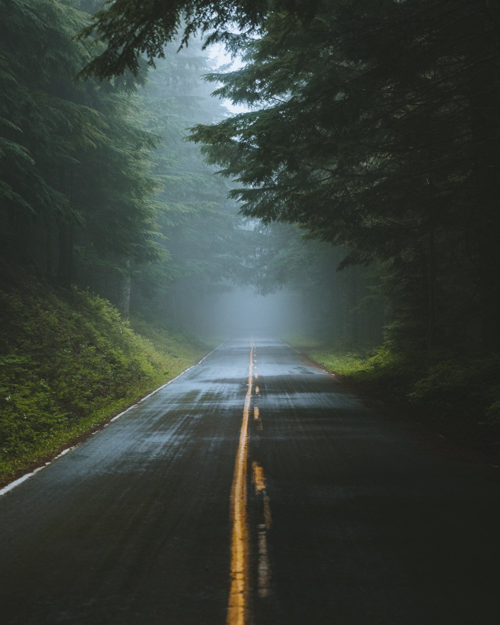 Road Forest Trees Mist Wet Road Vertical Portrait Display 1638x2048