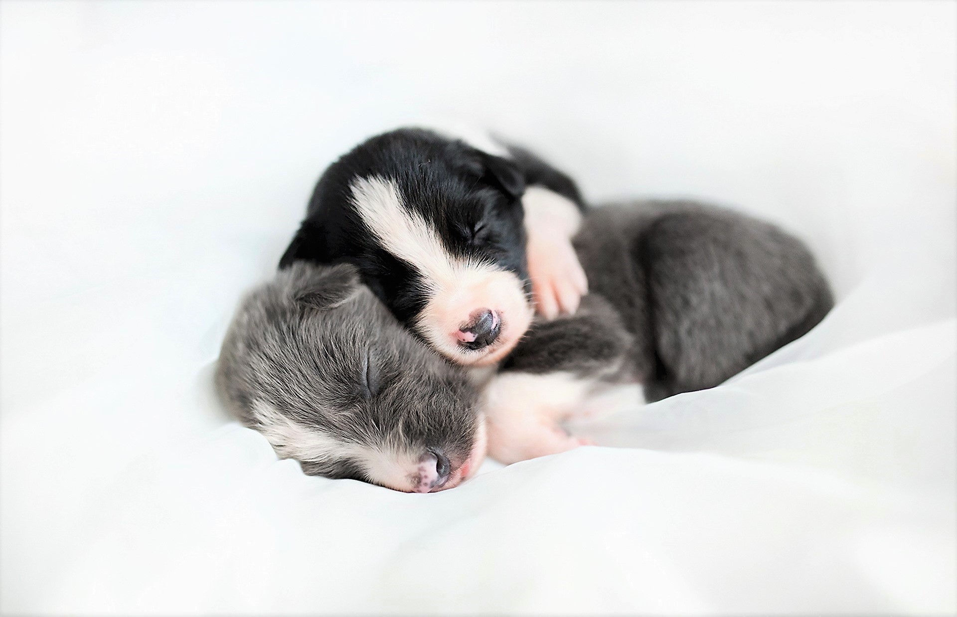 Baby Animal Cute Dog Hug Love Sleeping 1920x1238