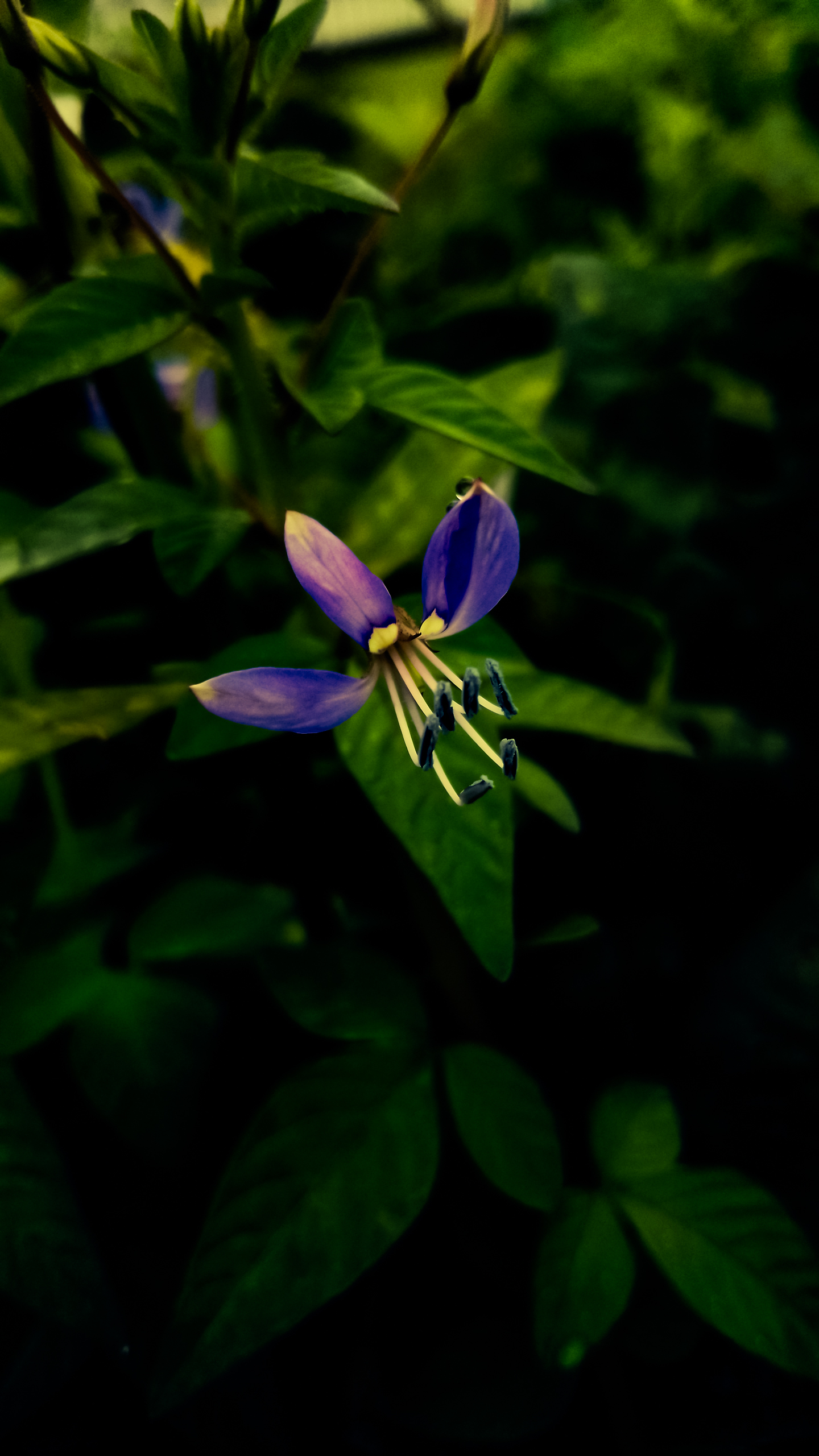 Macro Violet Plants Flowers Nature 1440x2560