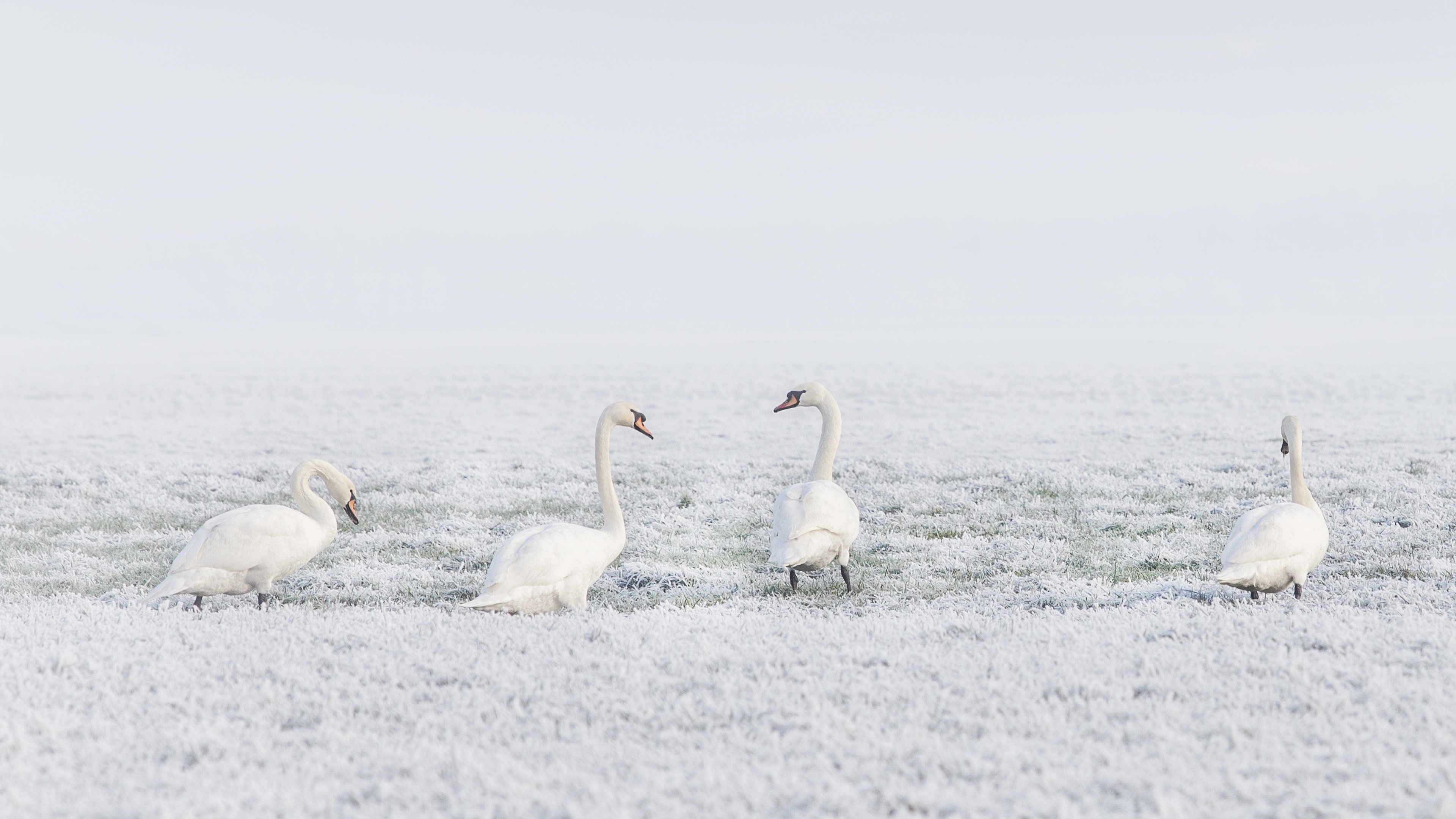 Winter Bird Swan 3840x2160