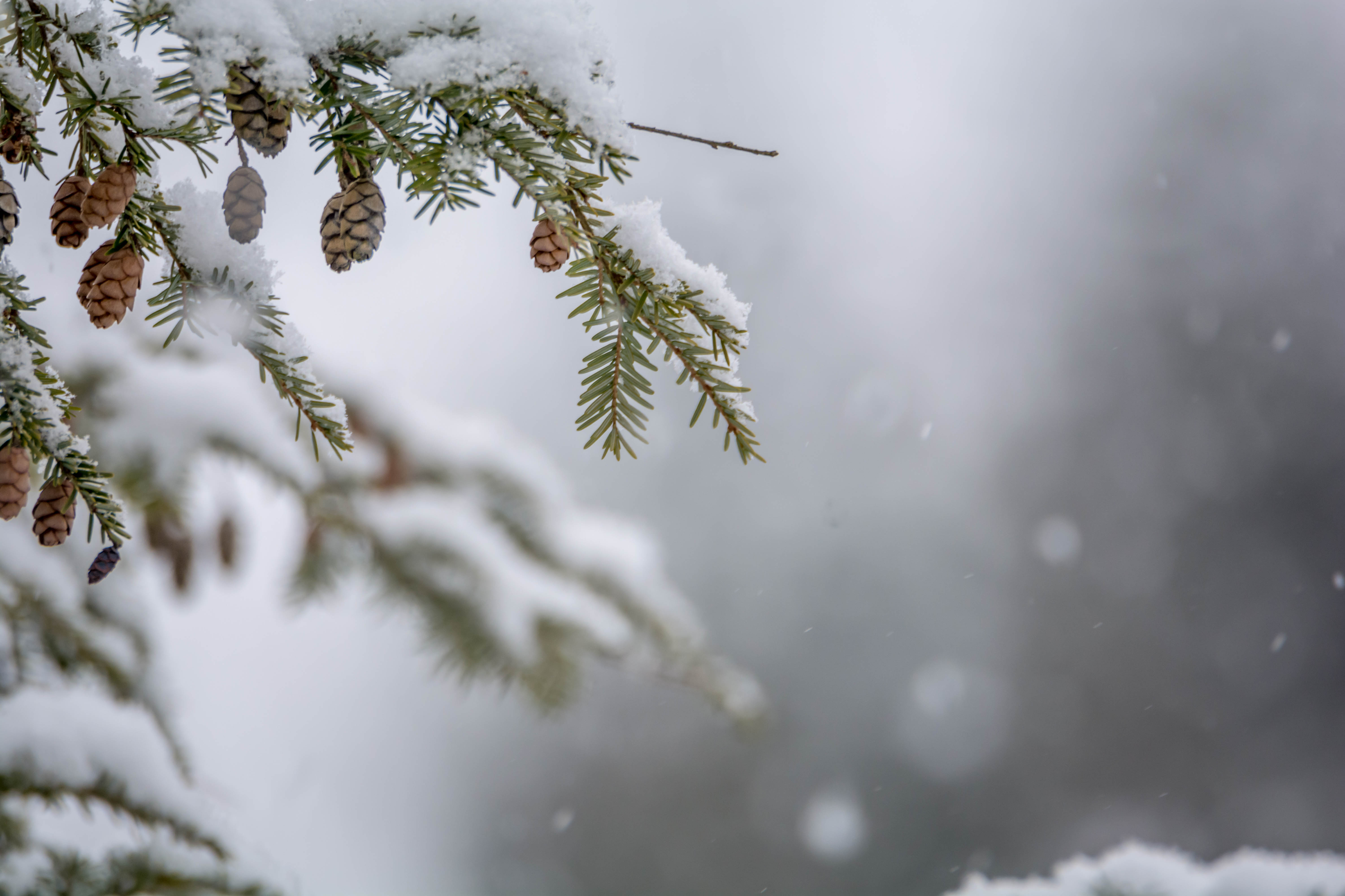 Winter Snow December Nature Snowflakes Bokeh 6000x4000