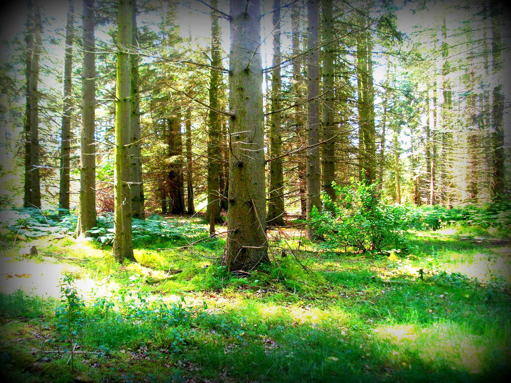 Nature Forest Wood 2048x1536