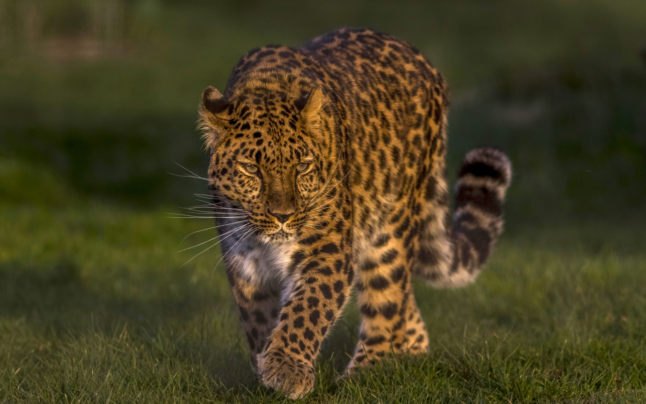 Leopard Animals Cats Nature Depth Of Field Feline Big Cats Mammals Grass 2560x1600