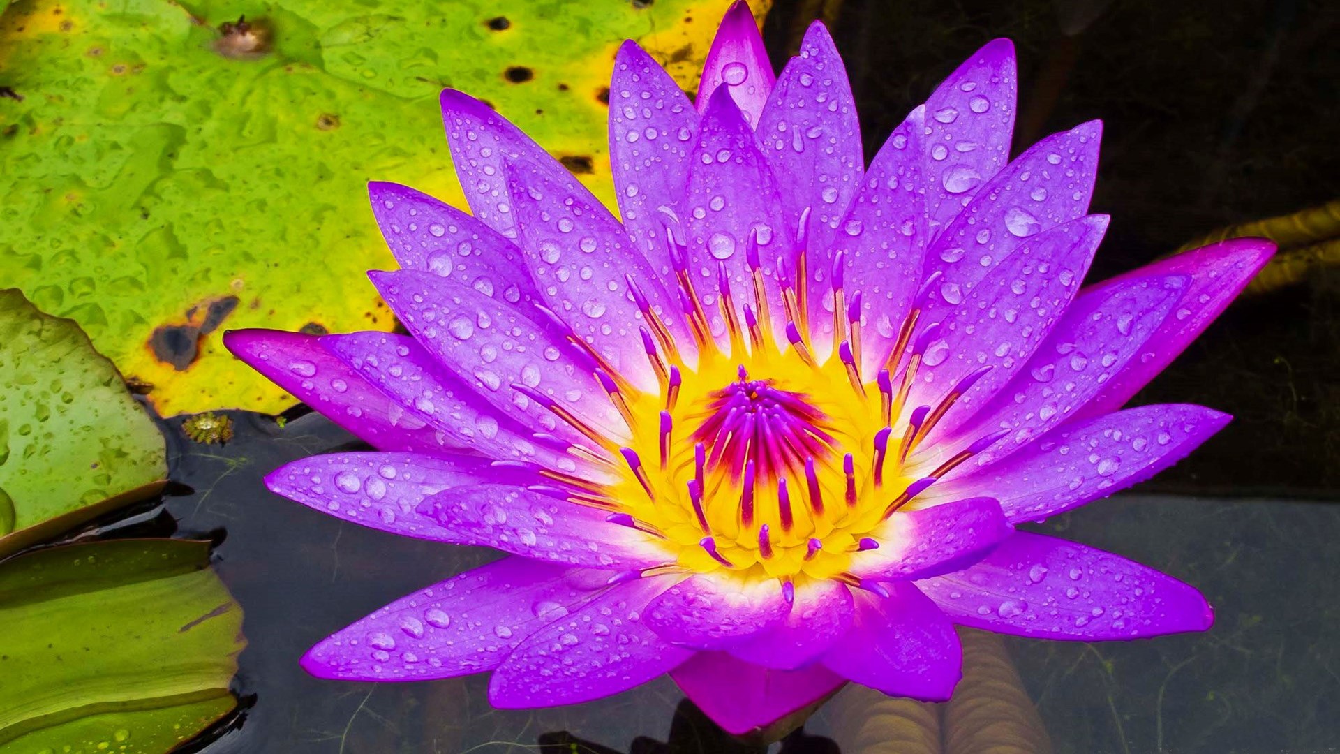 Flower Lily Pad Purple Flower 1920x1080