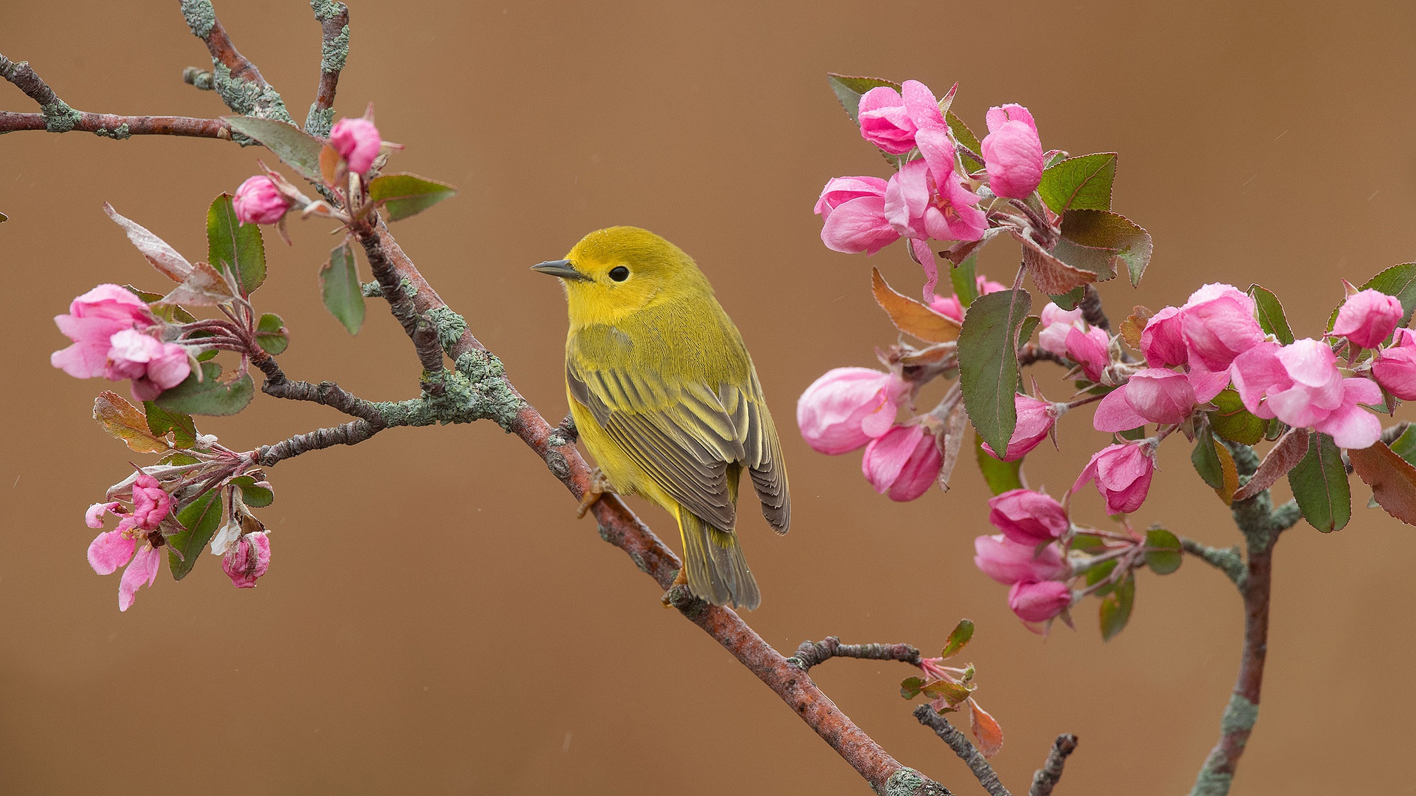 Apple Blossom Bird Branch Spring Warbler Willow Warbler 2048x1152